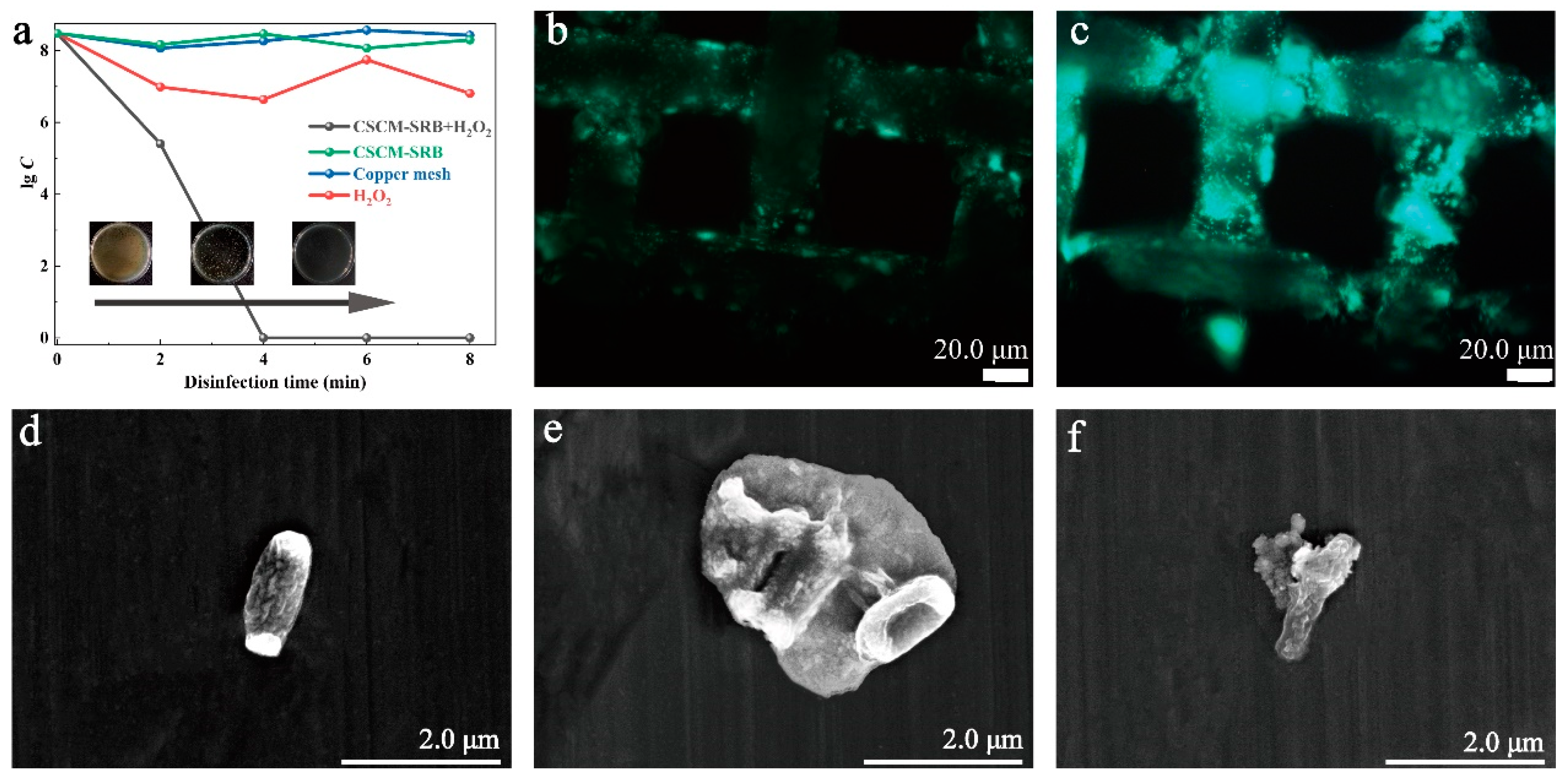Nanomaterials 14 00621 g006