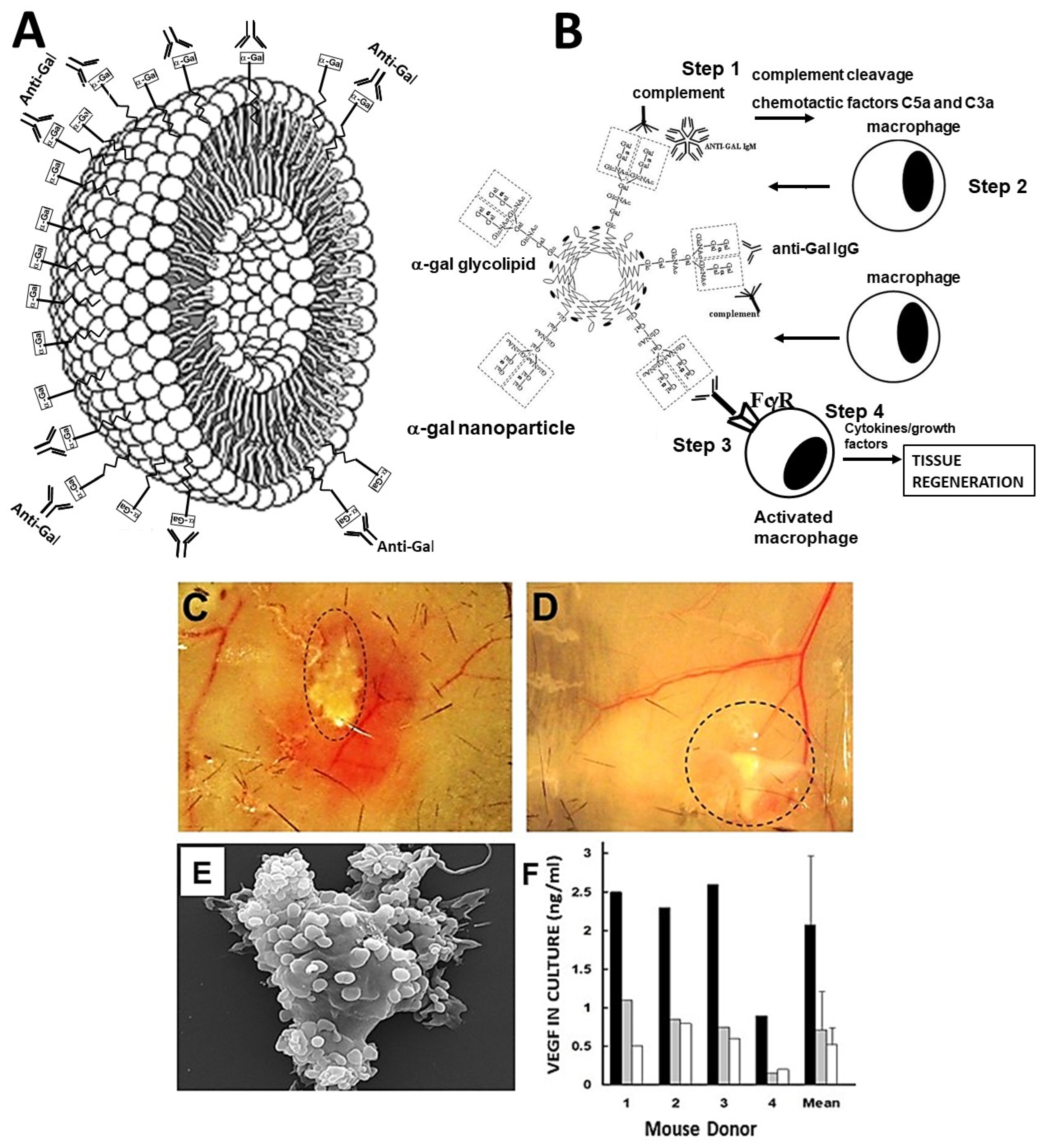 Nanomaterials 14 00730 g001