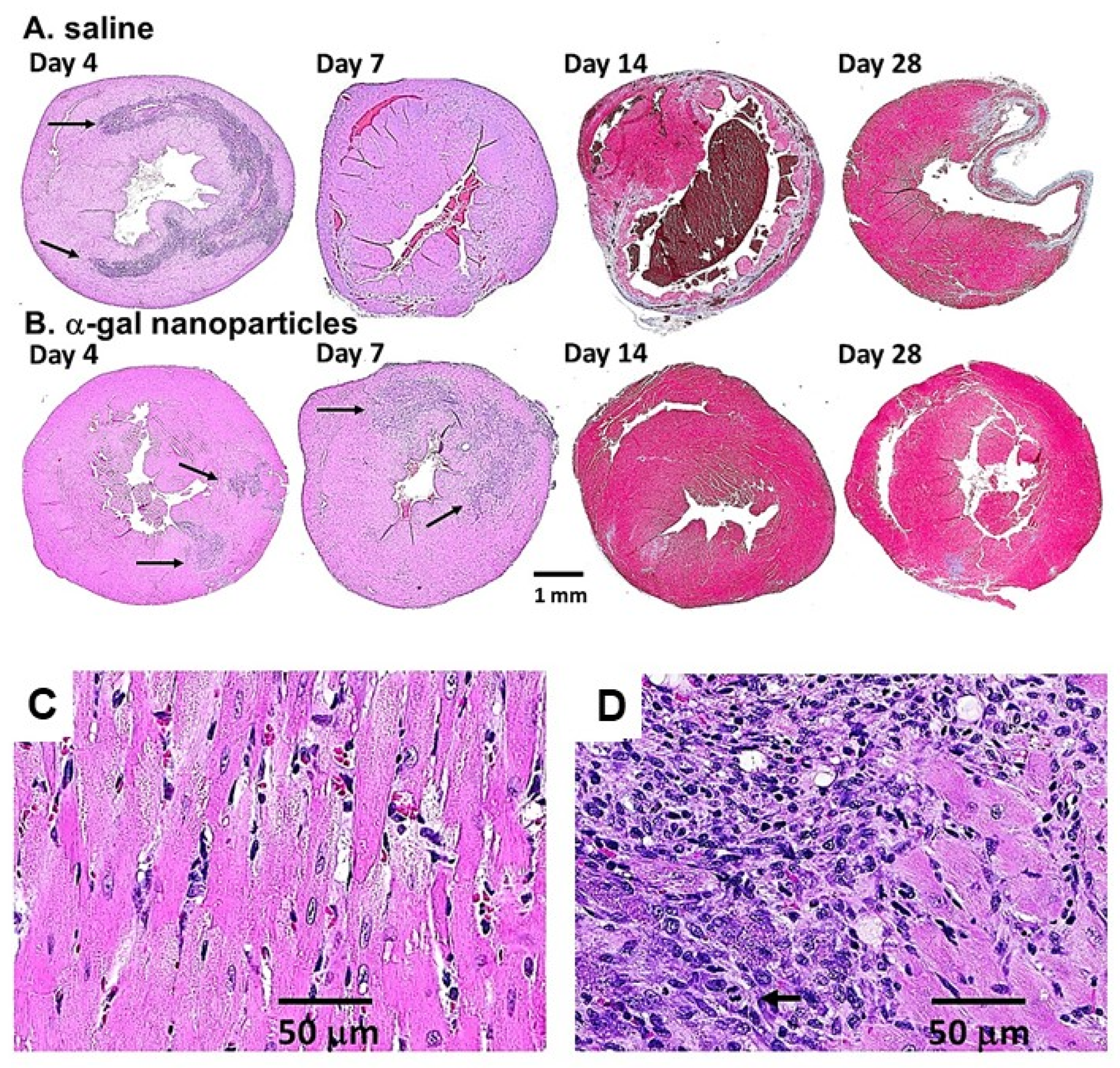 Nanomaterials 14 00730 g004