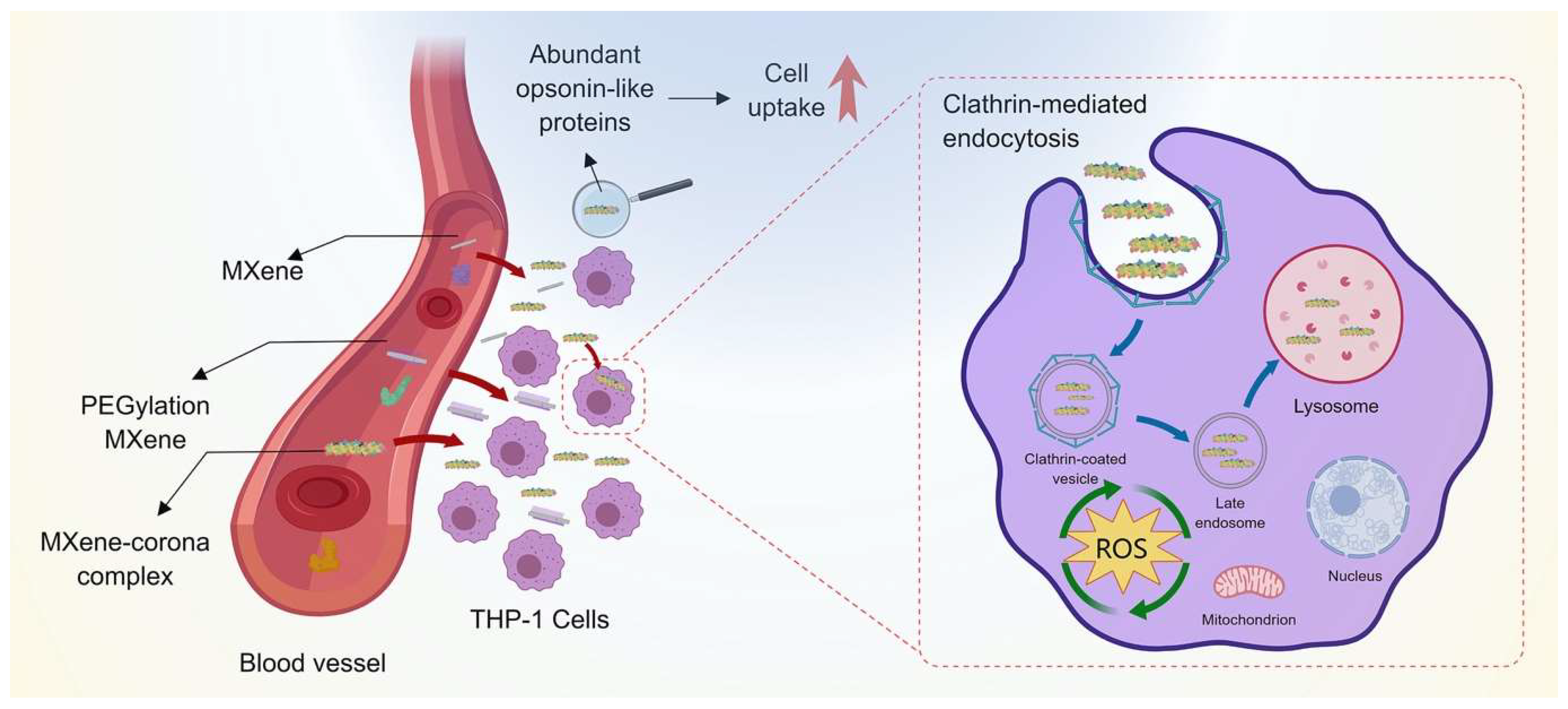 Nanomaterials 14 00823 g004