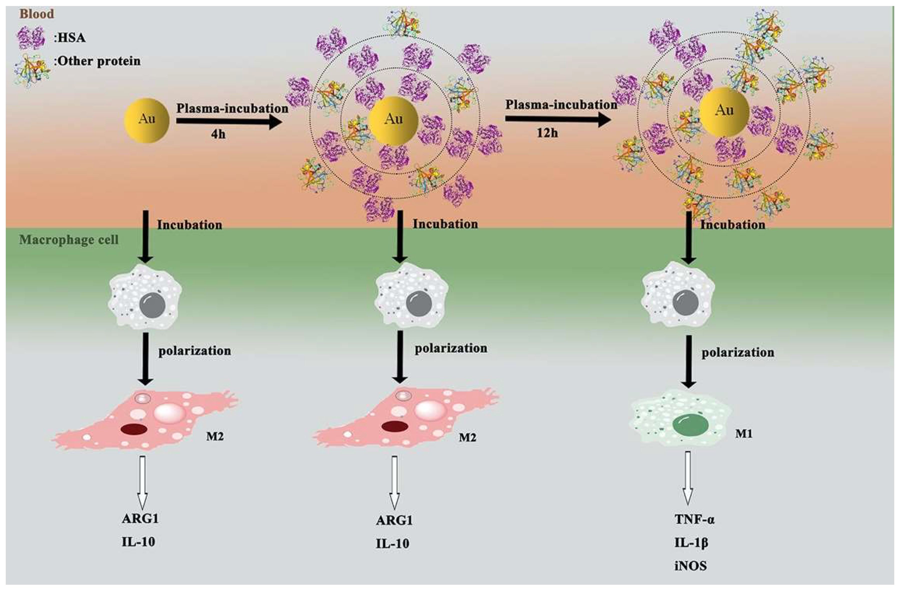 Nanomaterials 14 00823 g006
