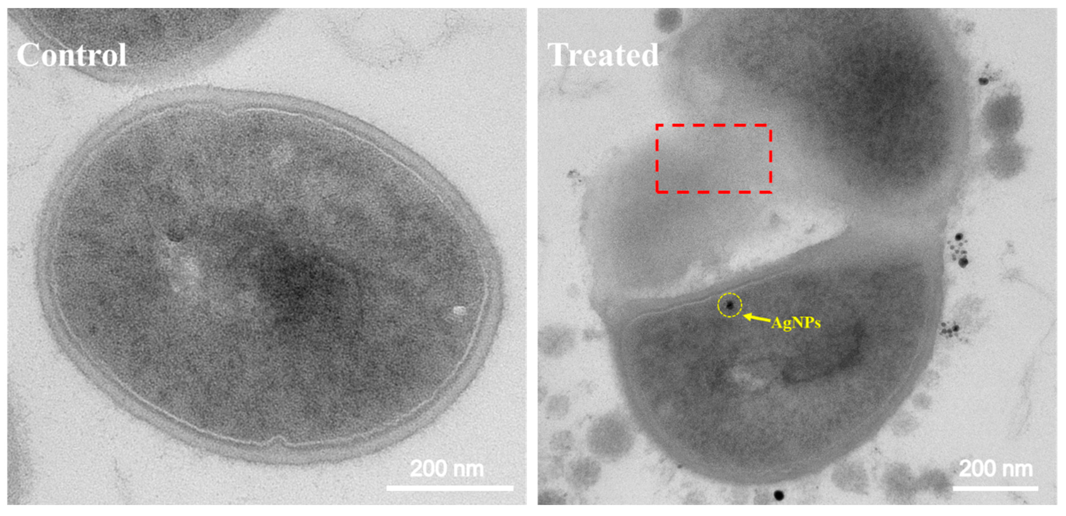 Nanomaterials 14 00957 g006