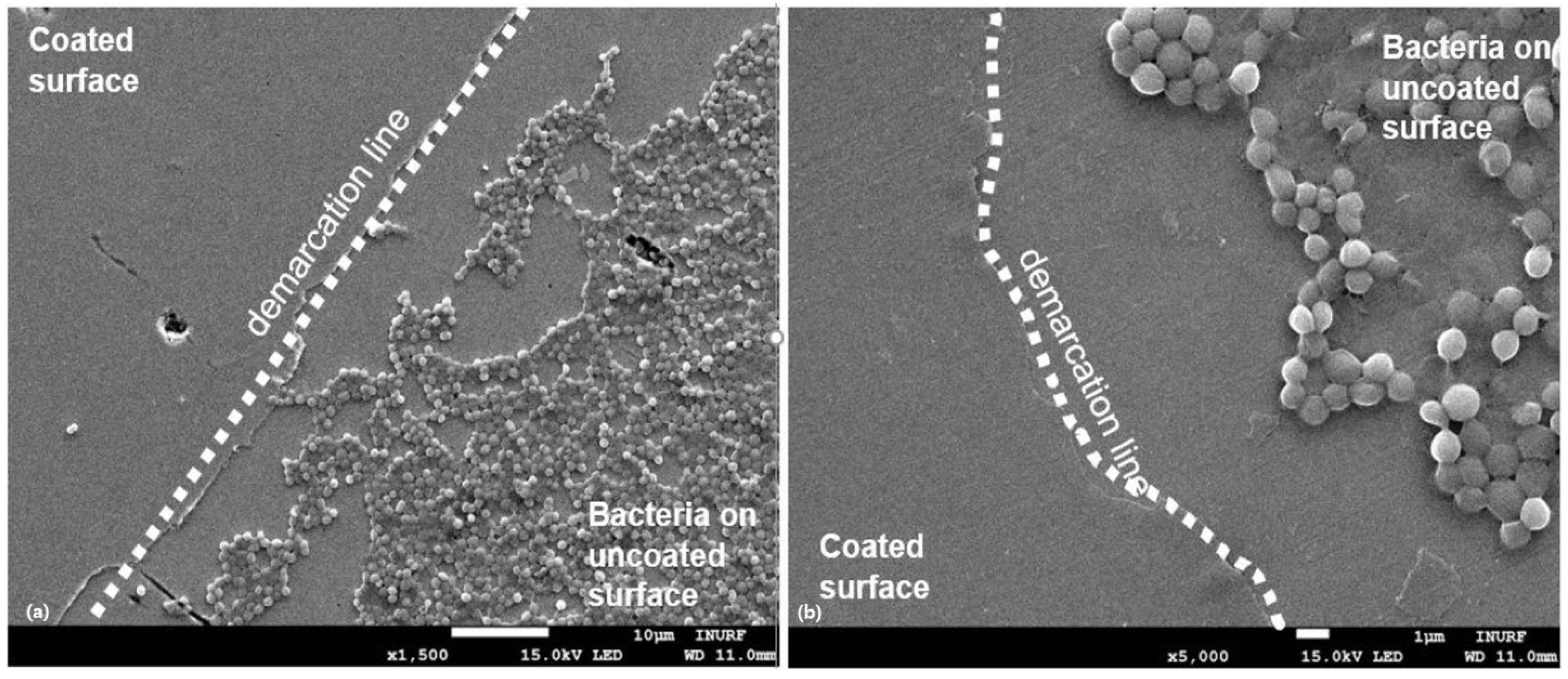 Nanomaterials 14 01017 g008