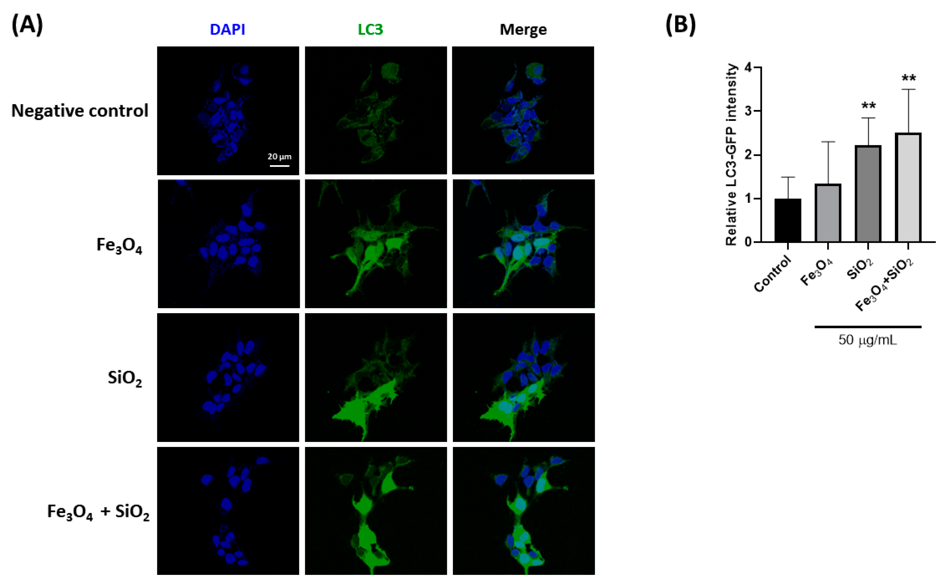 Nanomaterials 14 01033 g004