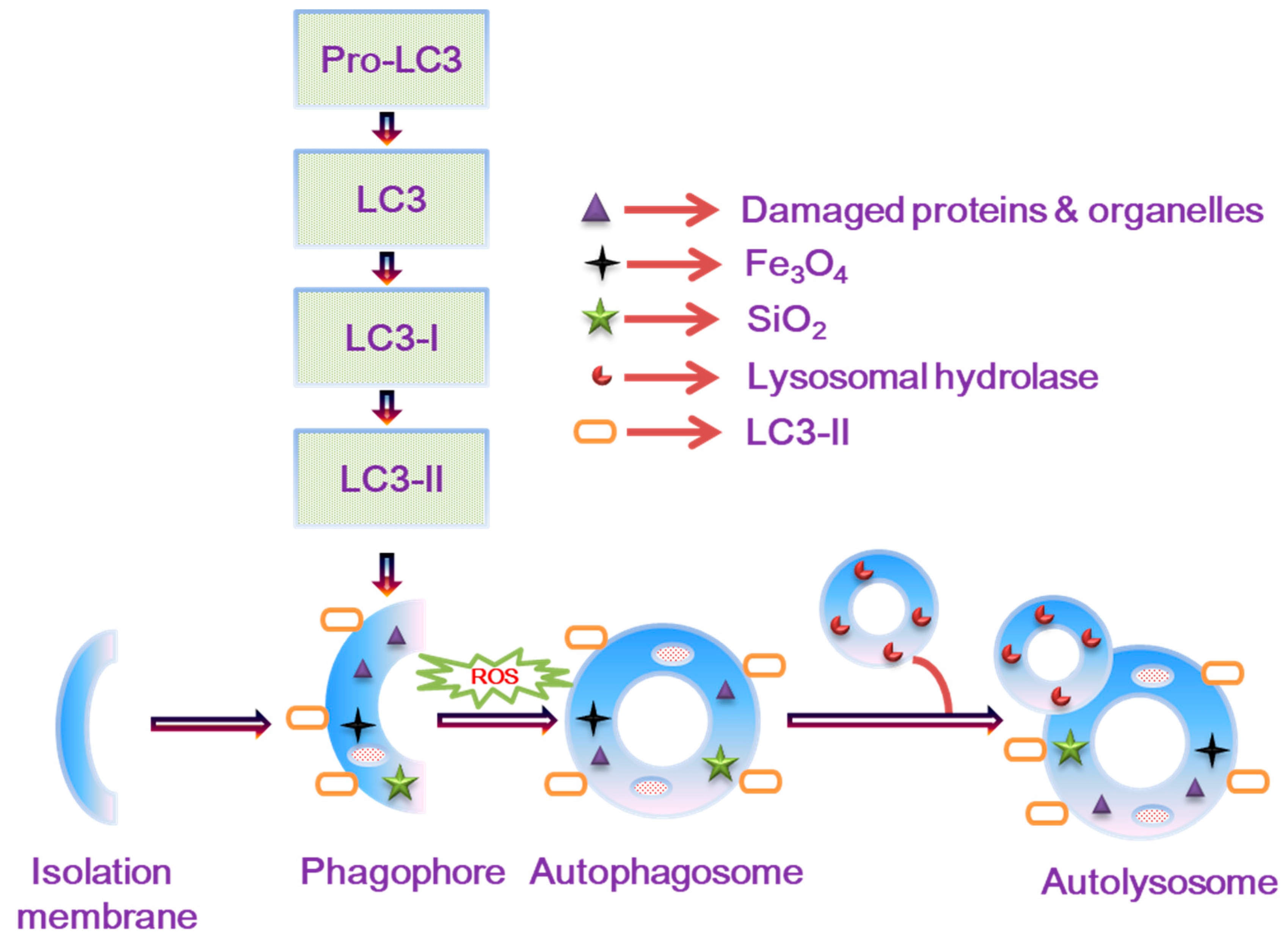 Nanomaterials 14 01033 g005