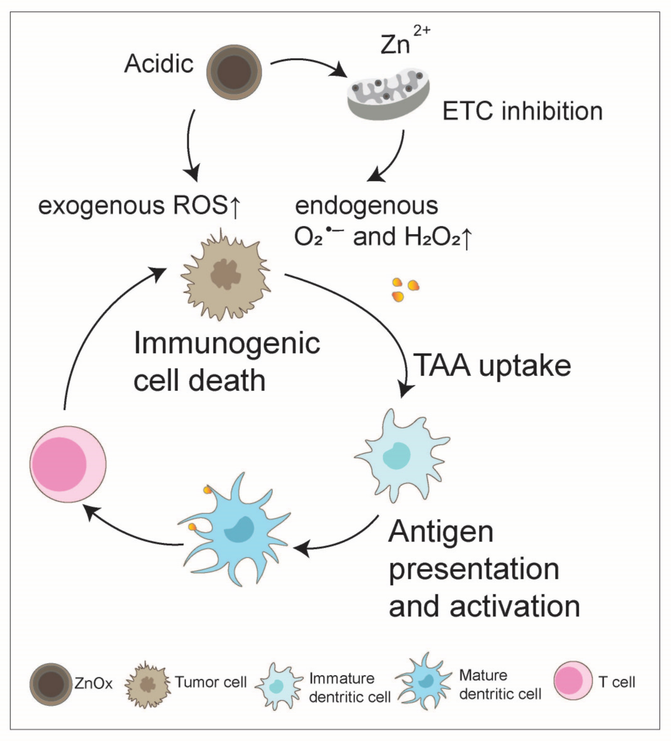 Nanomaterials 14 01064 g005