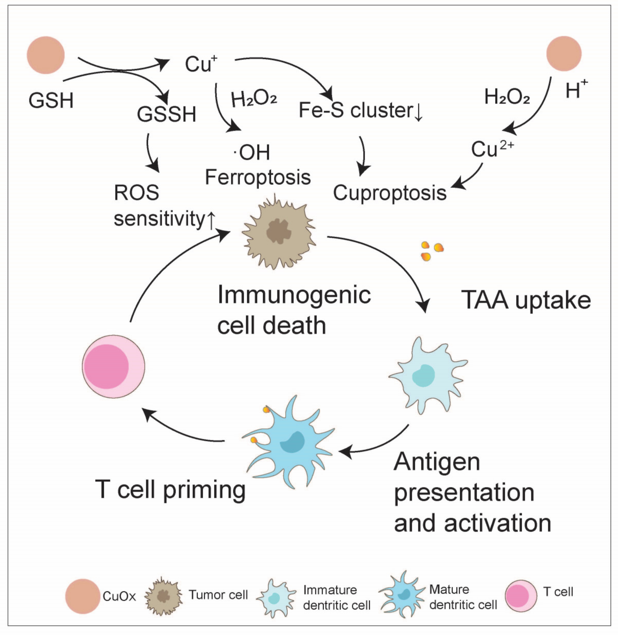 Nanomaterials 14 01064 g008