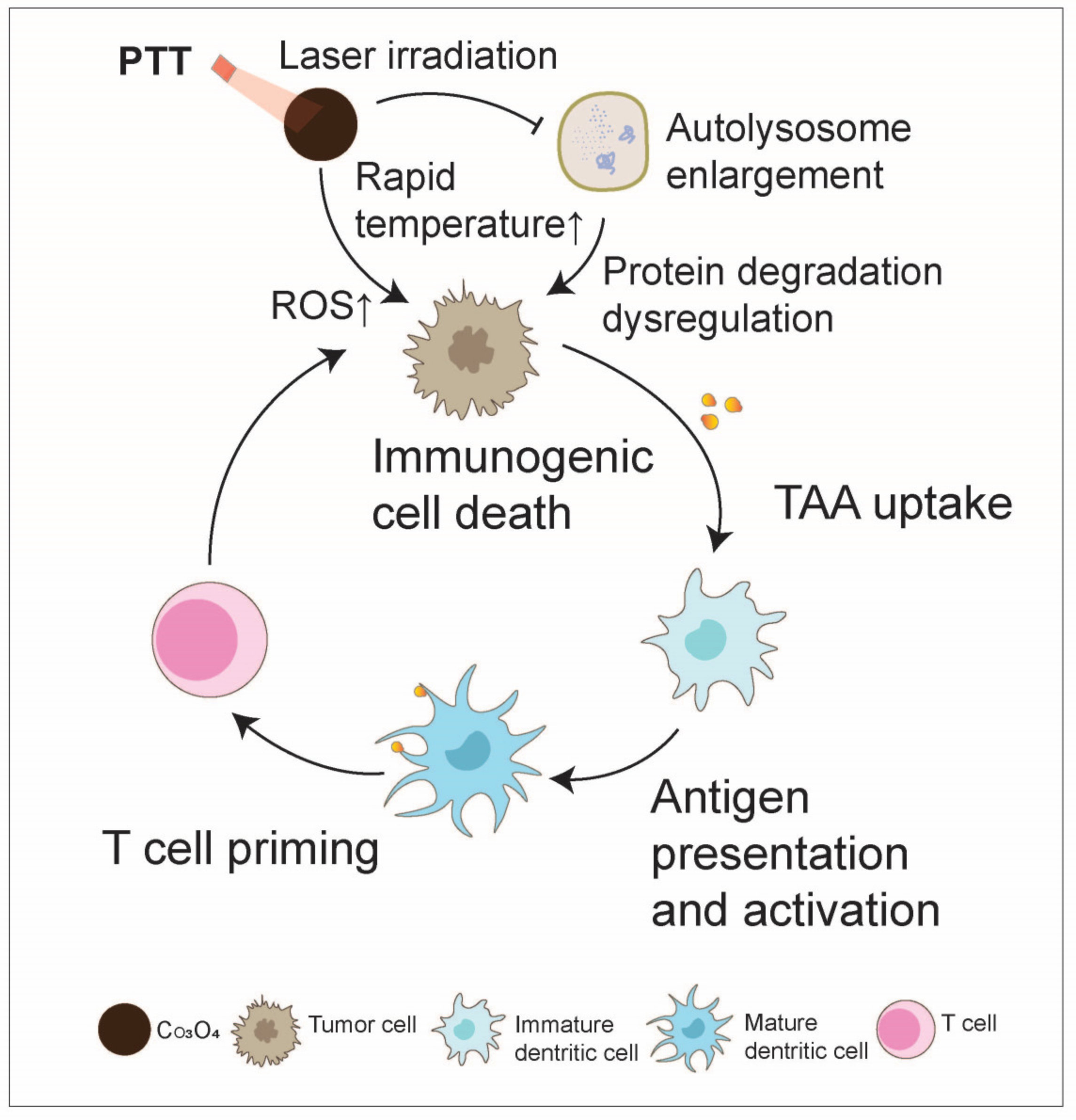 Nanomaterials 14 01064 g009