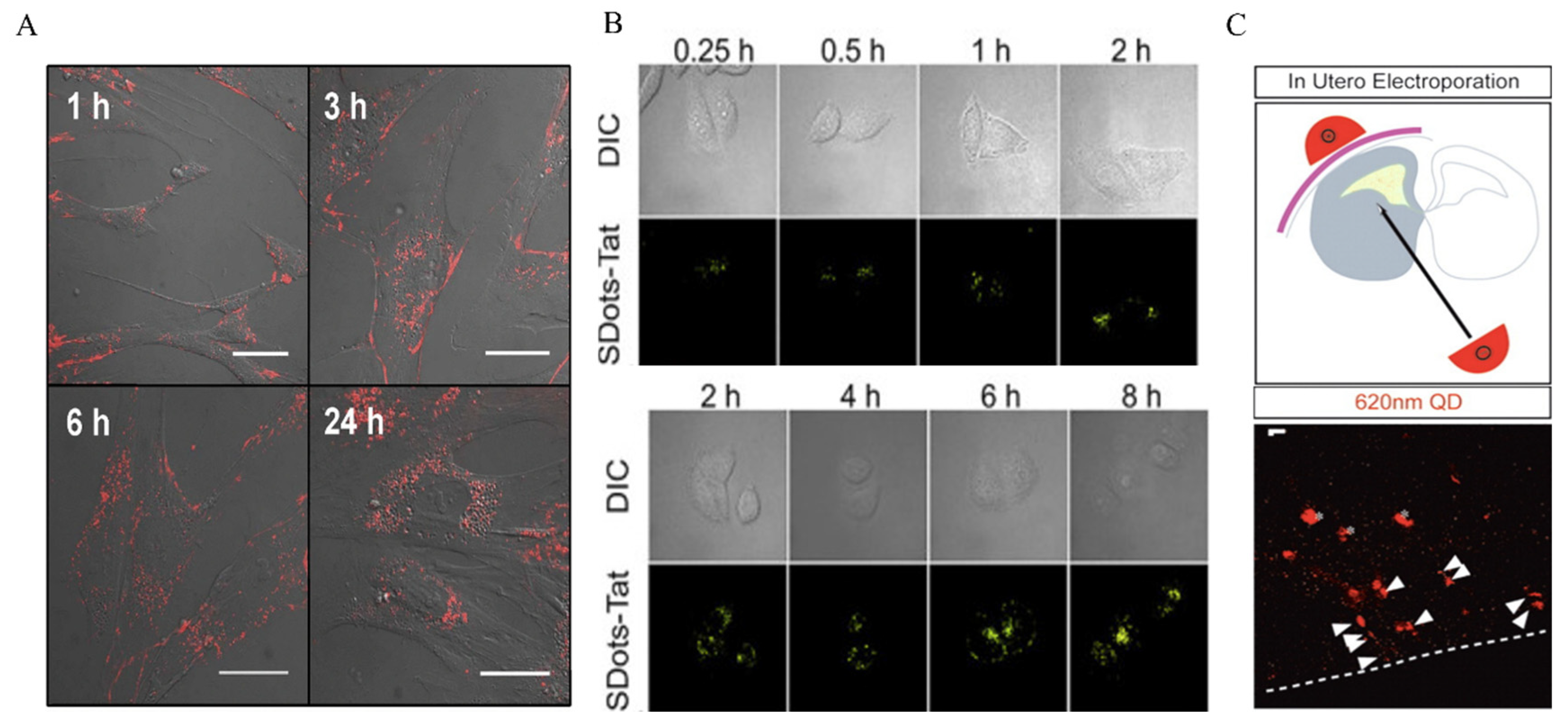 Arthrocolin B Impairs Adipogenesis via Delaying Cell Cycle