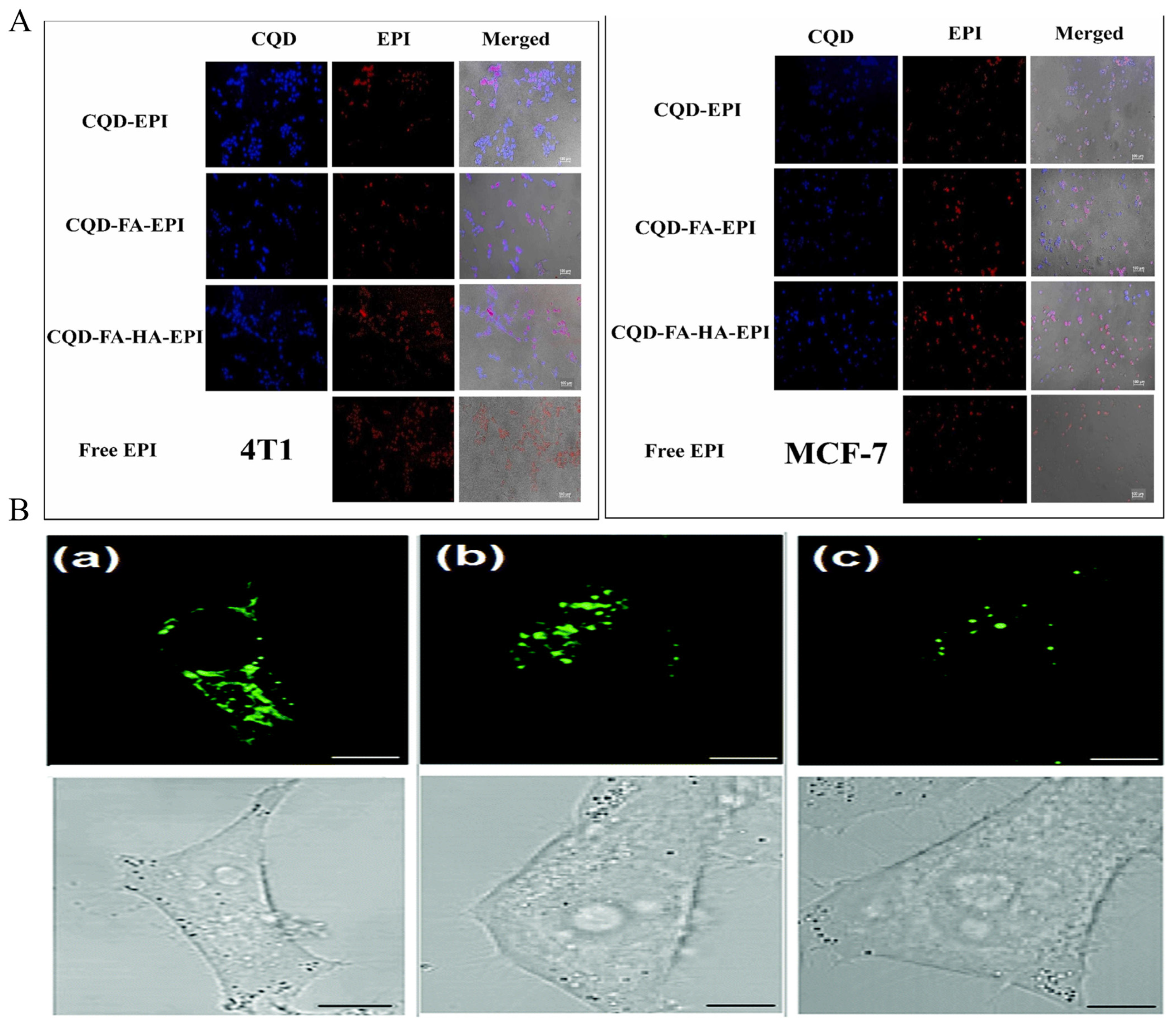 Nanomaterials 14 01088 g003