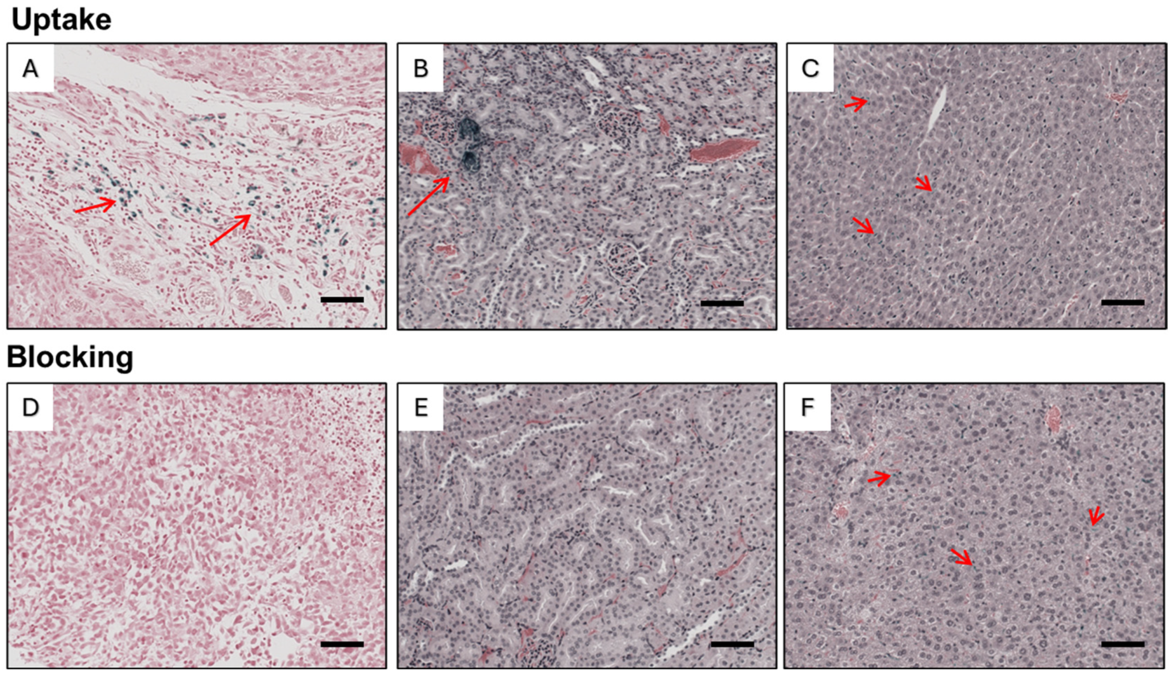 Nanomaterials 14 01177 g011