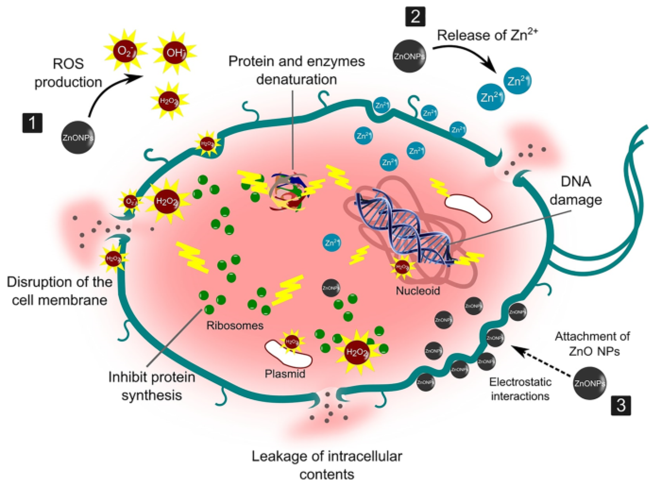 Nanomaterials 14 01182 g011