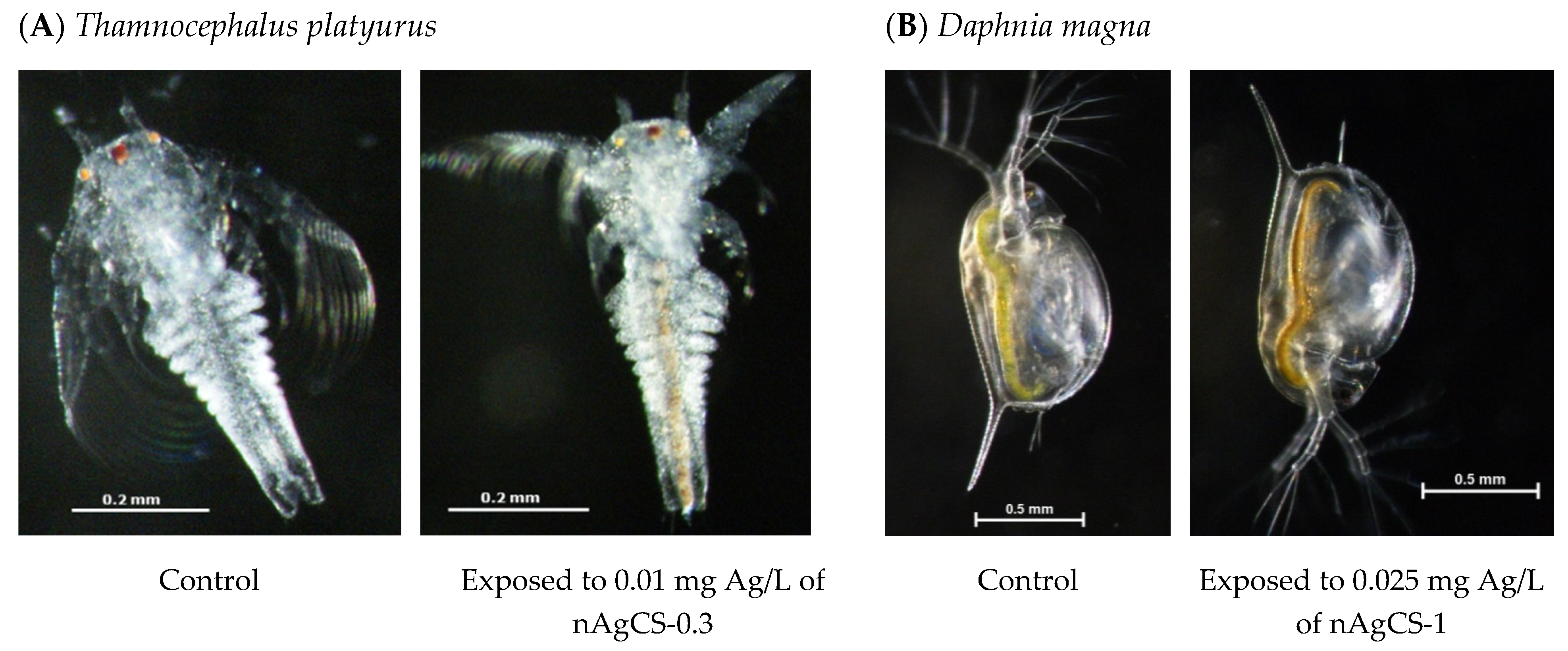 Nanomaterials 14 01193 g004