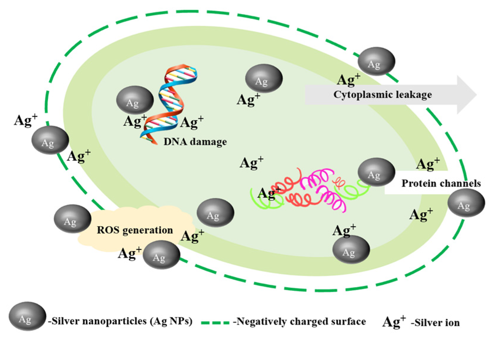Nanomaterials 14 01244 g005