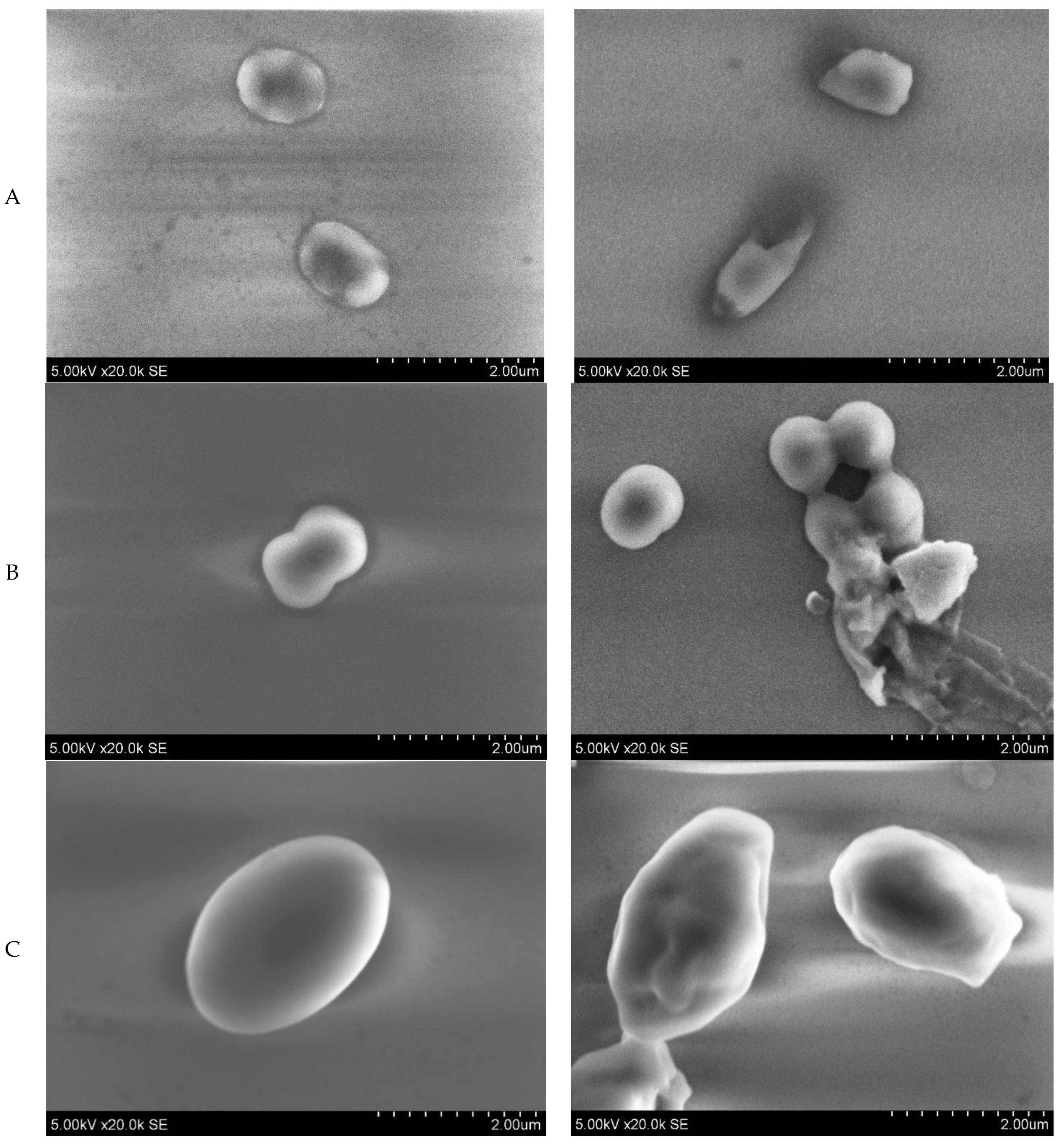 Nanomaterials 14 01264 g010
