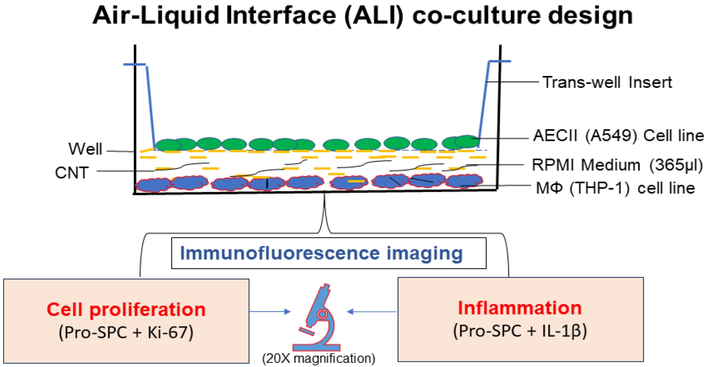 Nanomaterials 14 01273 g001
