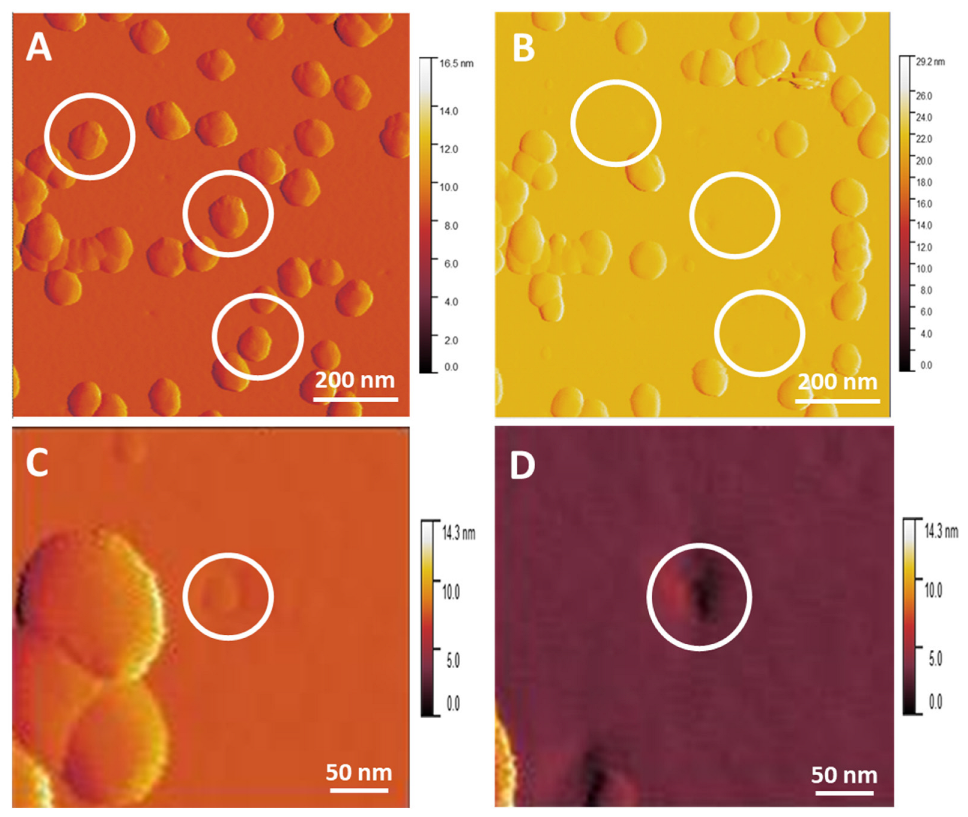Nanomaterials 14 01275 g008 Nanomaterials 14 01275 g008
