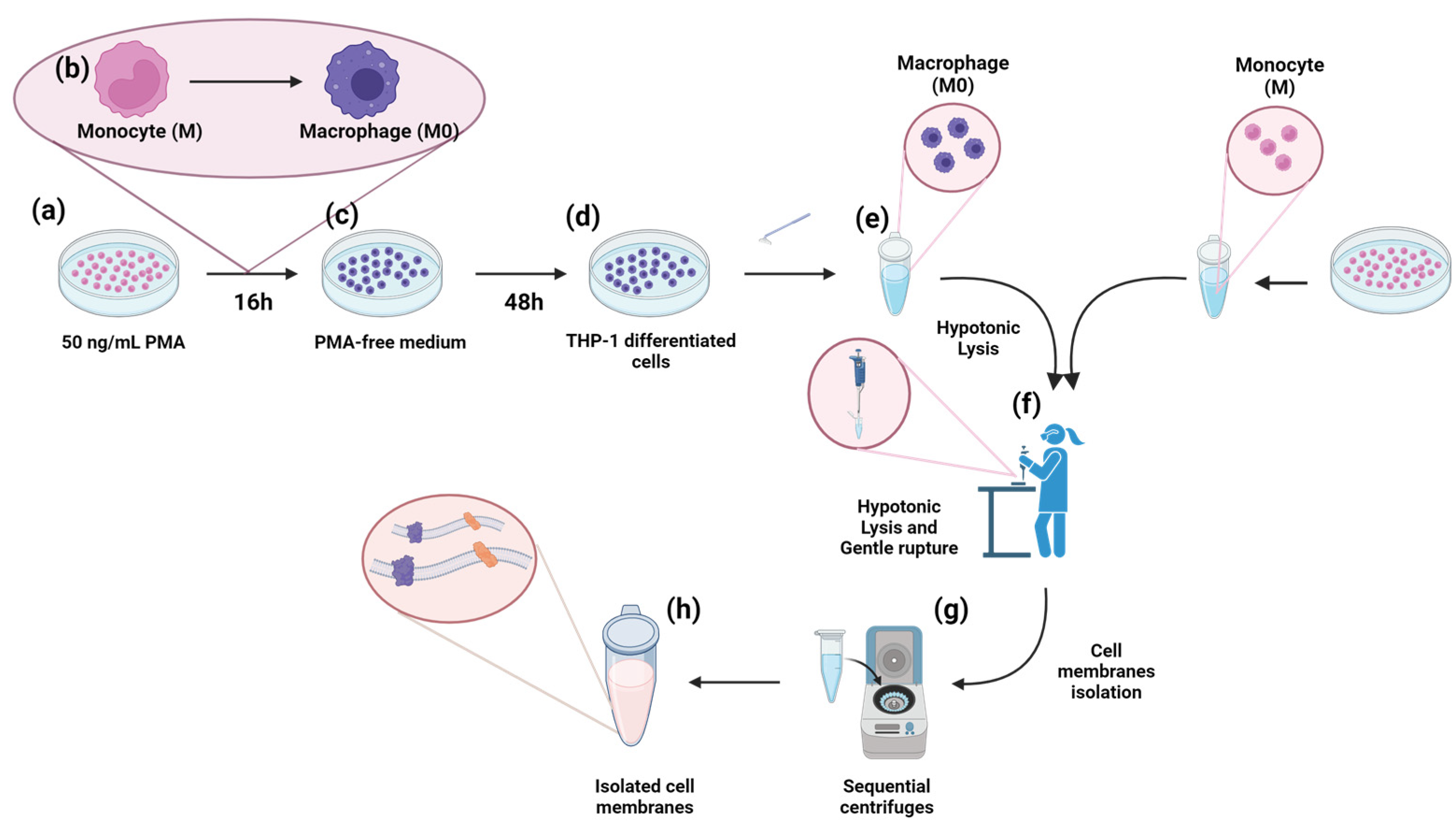 Nanomaterials 14 01286 g001