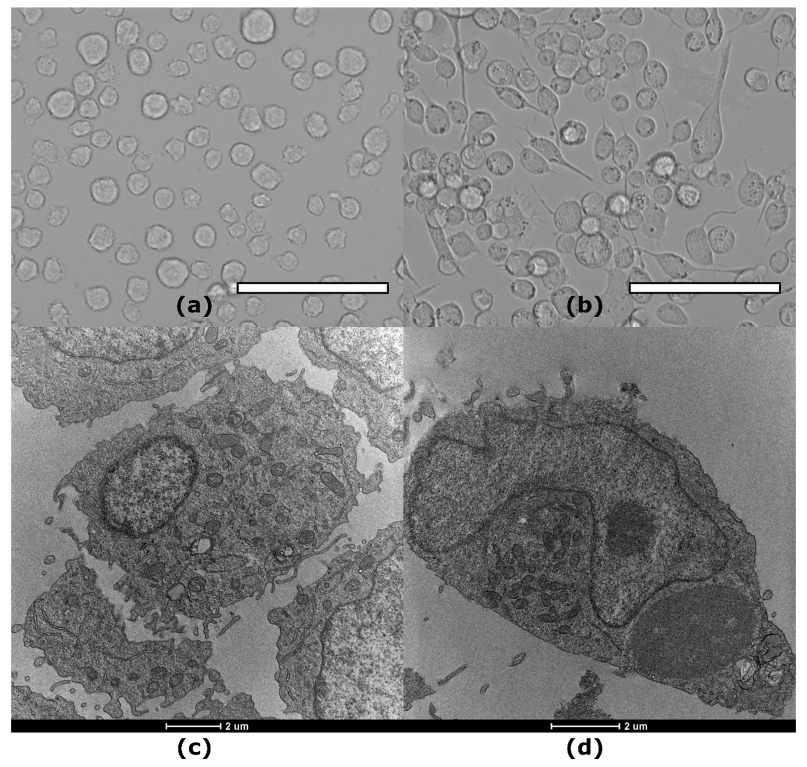 Nanomaterials 14 01286 g002