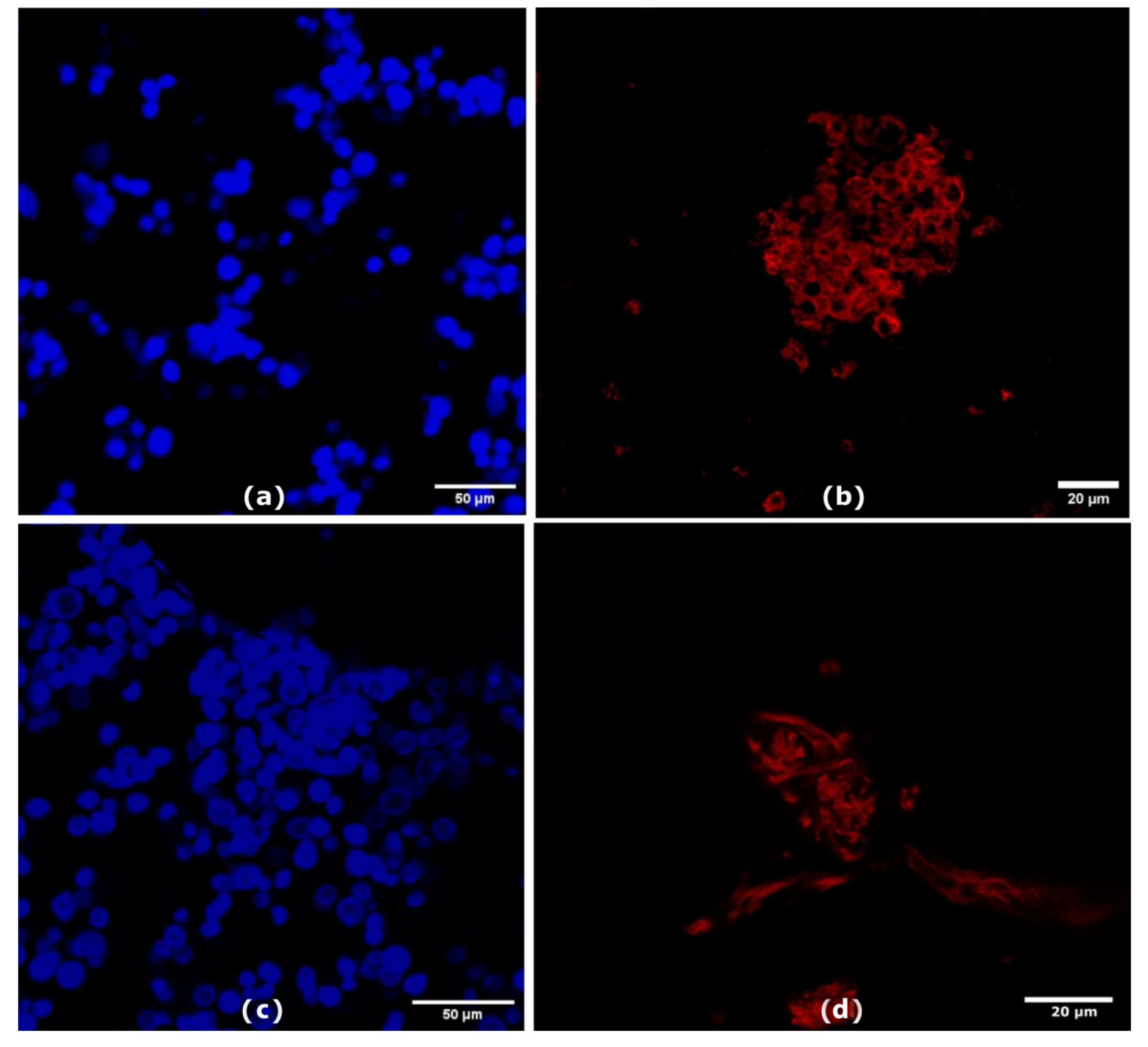 Nanomaterials 14 01286 g003