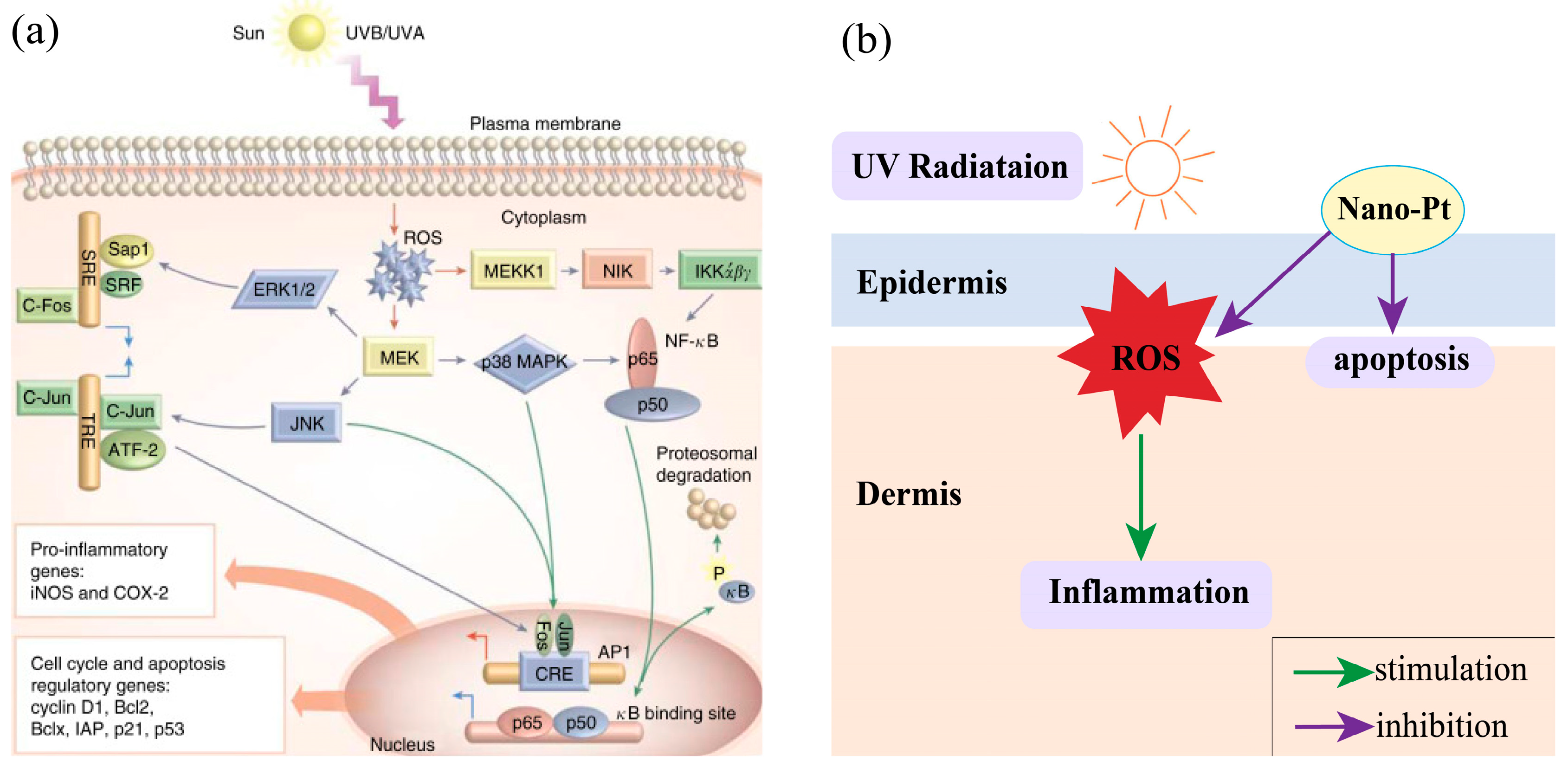 Nanomaterials 14 01303 g005 Nanomaterials 14 01303 g005