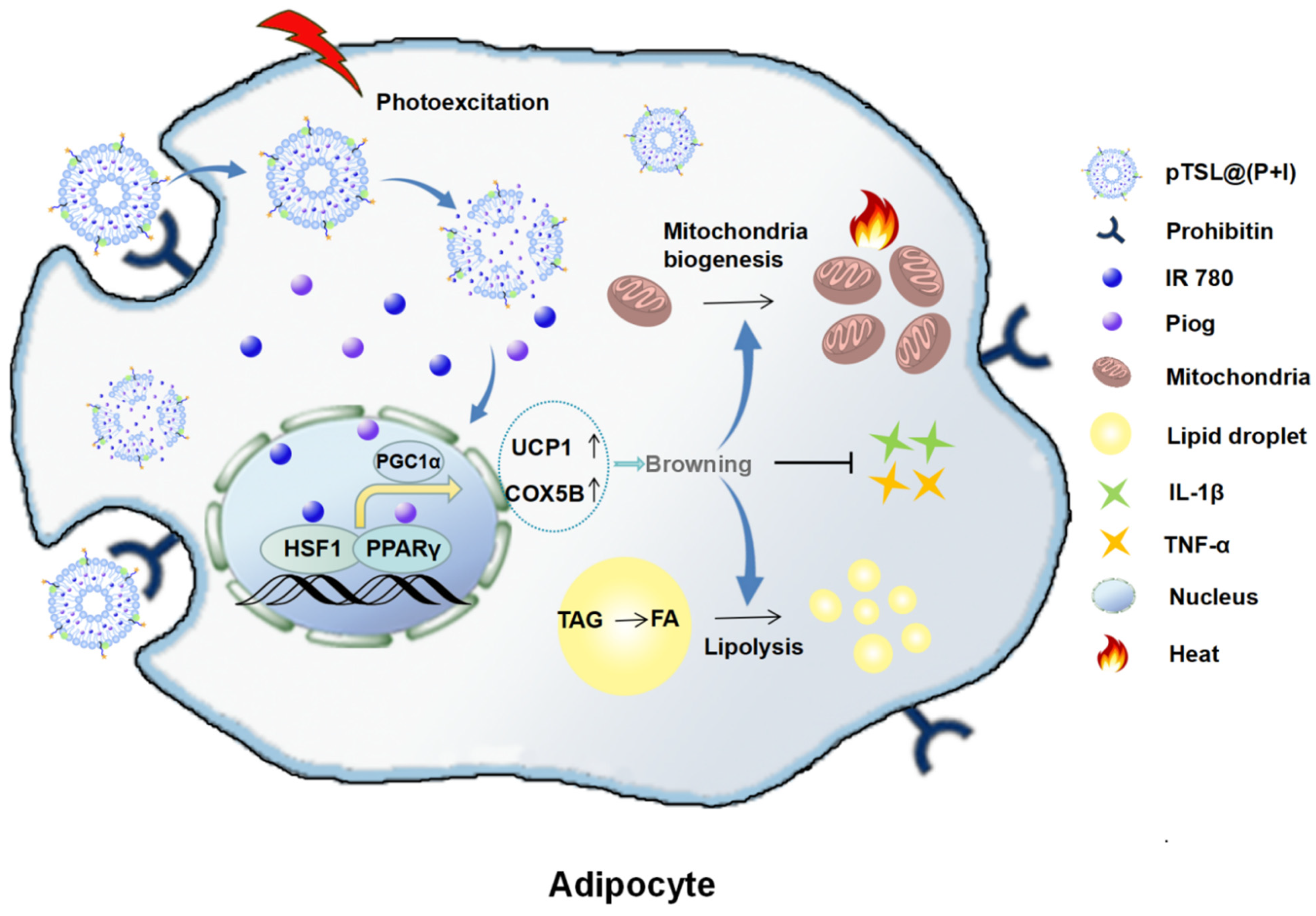 Adipocyte-Targeted Nanocomplex with Synergistic Photothermal