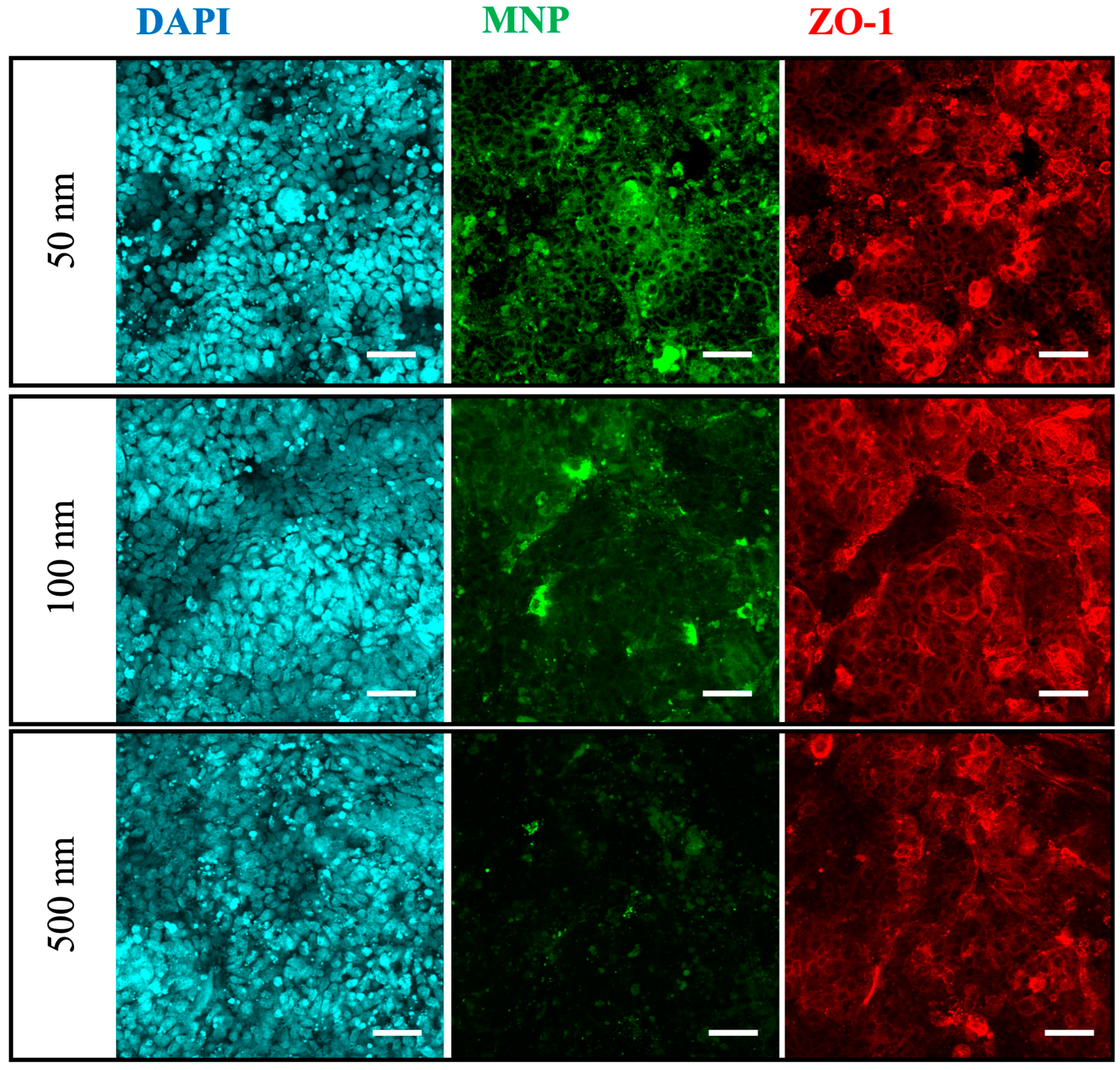 Nanomaterials 14 01435 g004