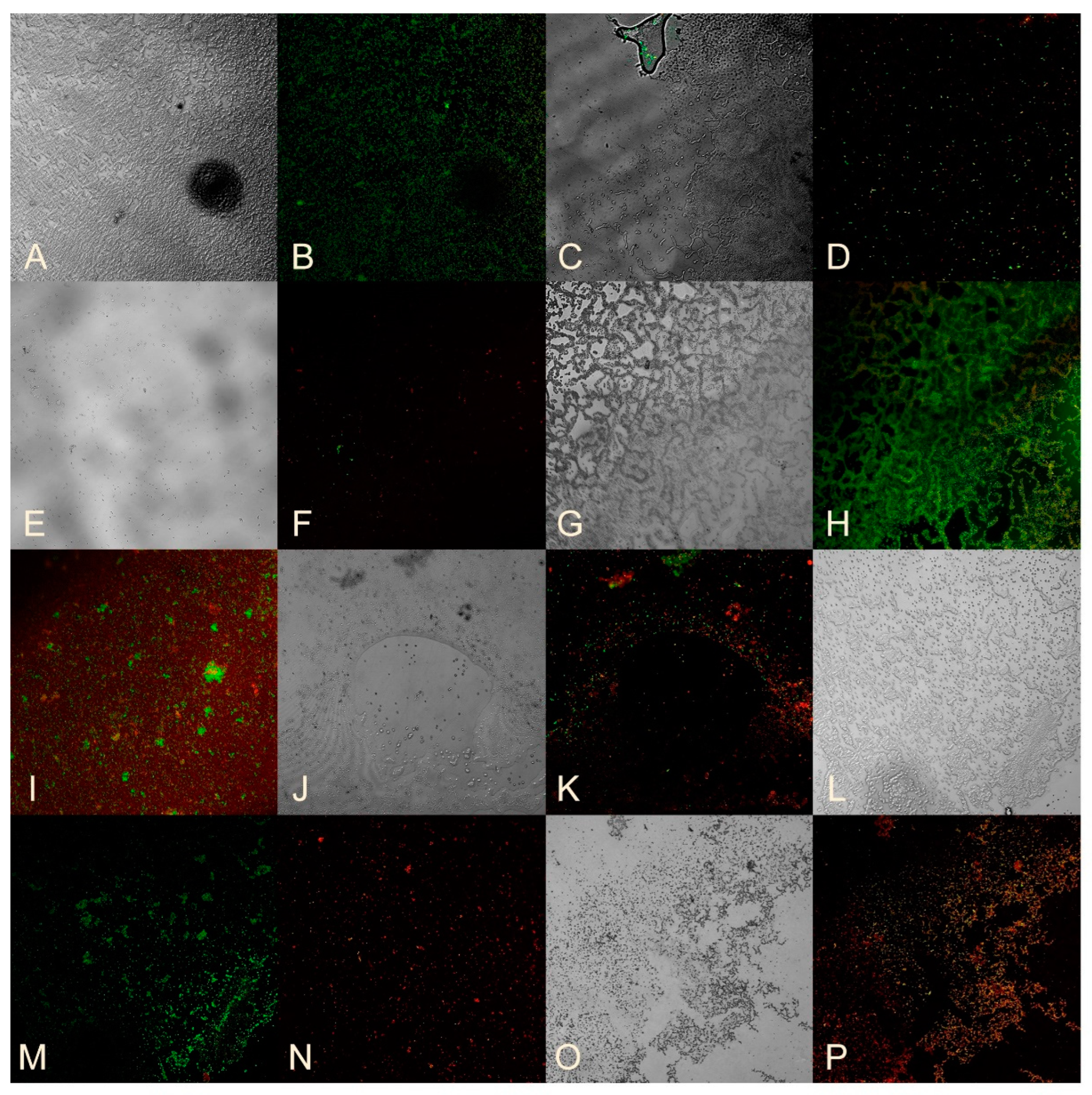 Nanomaterials 14 01453 g003