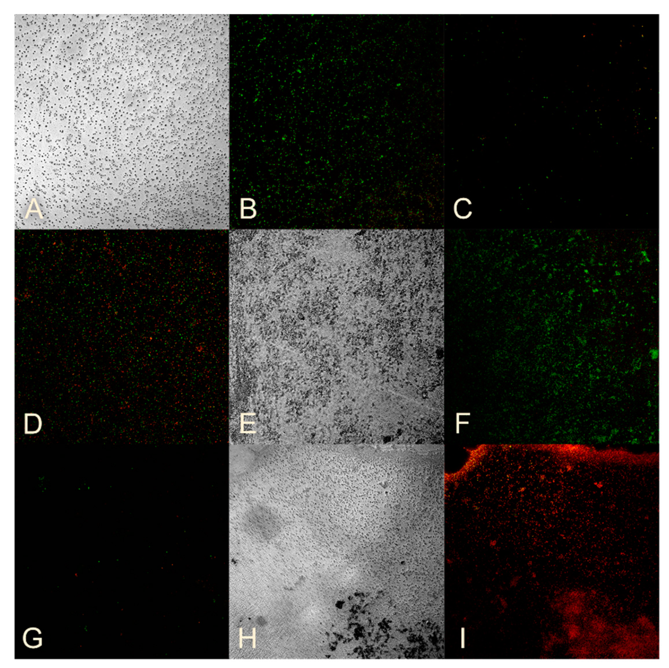 Nanomaterials 14 01453 g004