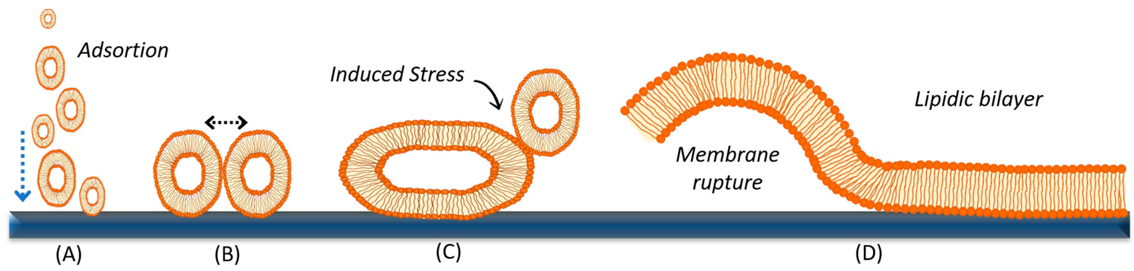 Nanomaterials 14 01489 g004 Nanomaterials 14 01489 g004