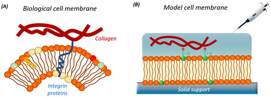 Advancements in Engineering Planar Model Cell Membranes