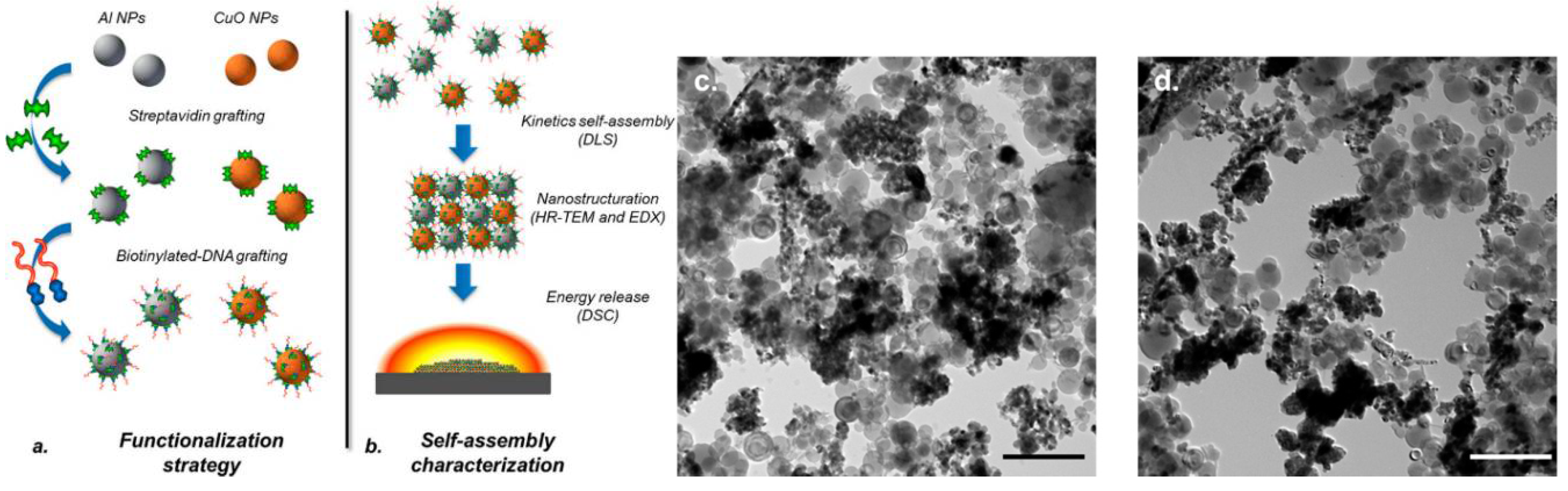 Nanomaterials 14 01574 g003
