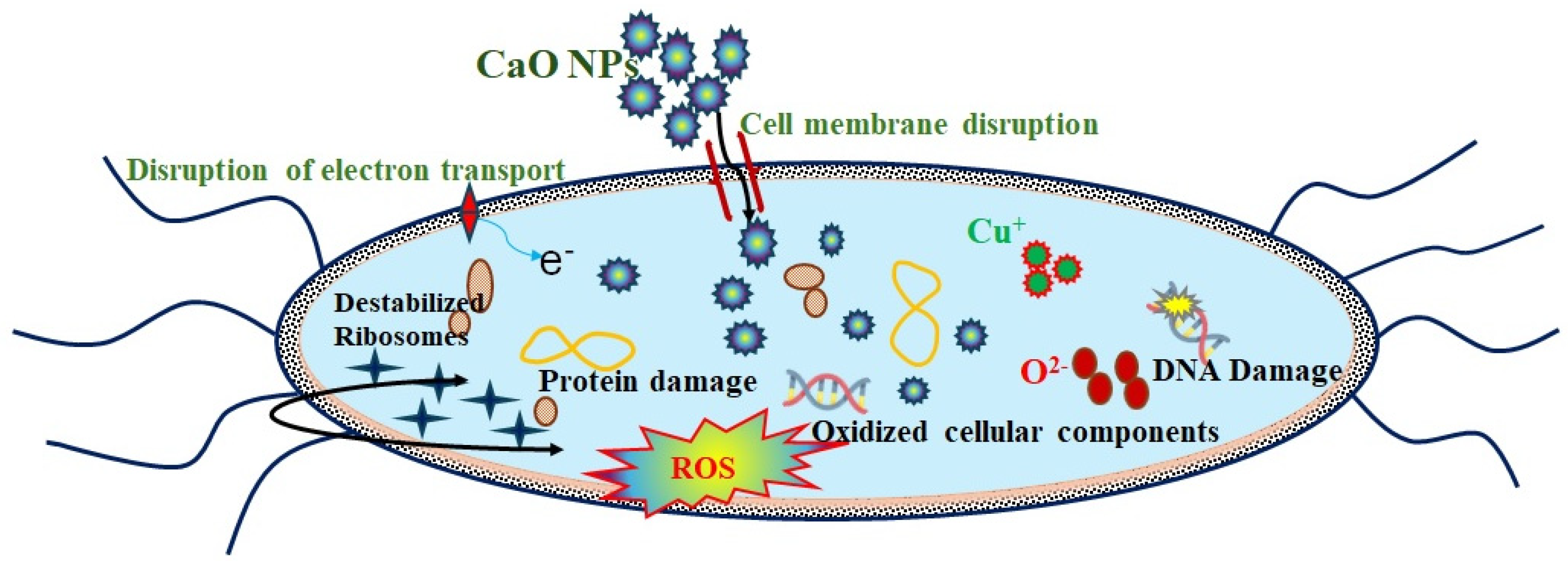 Nanomaterials 14 01620 g015