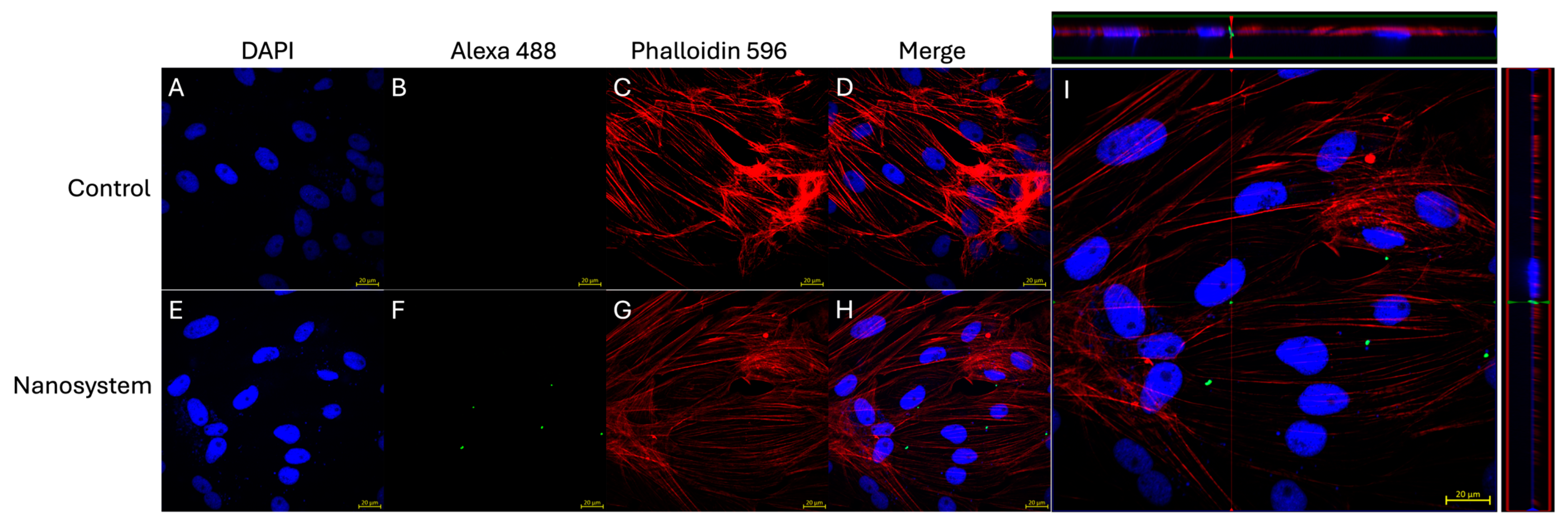 Nanomaterials 14 01658 g003 Nanomaterials 14 01658 g003