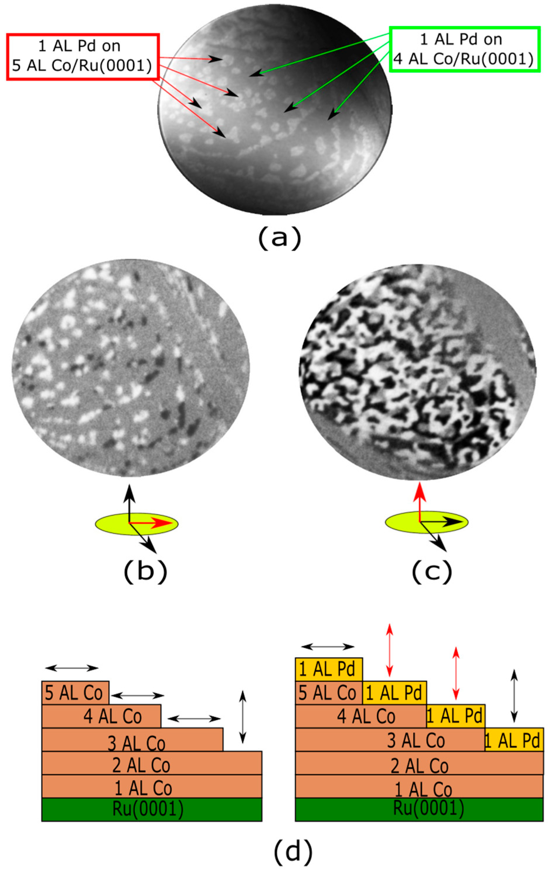 Nanomaterials 14 01662 g006