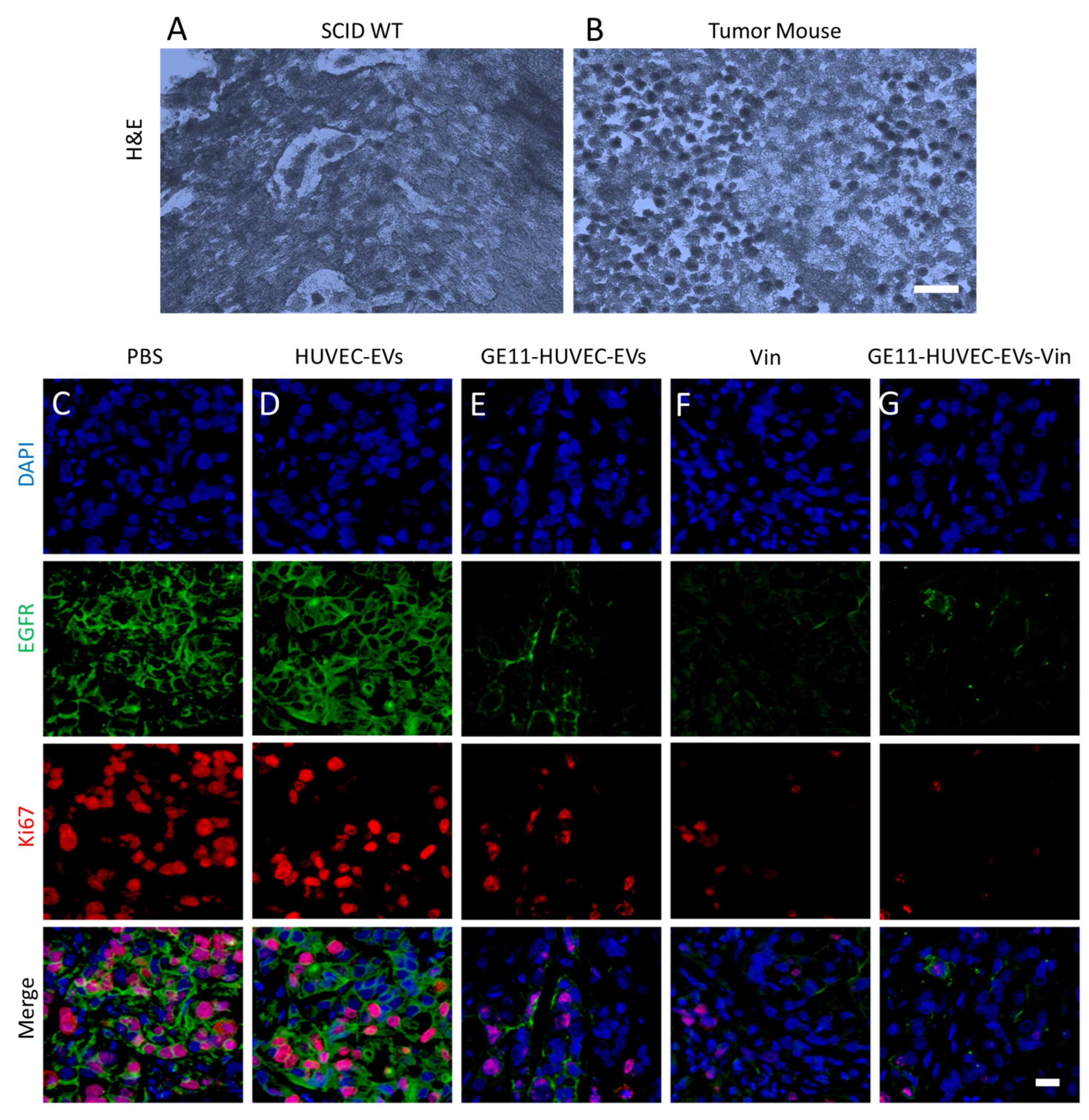 Nanomaterials 14 01669 g006