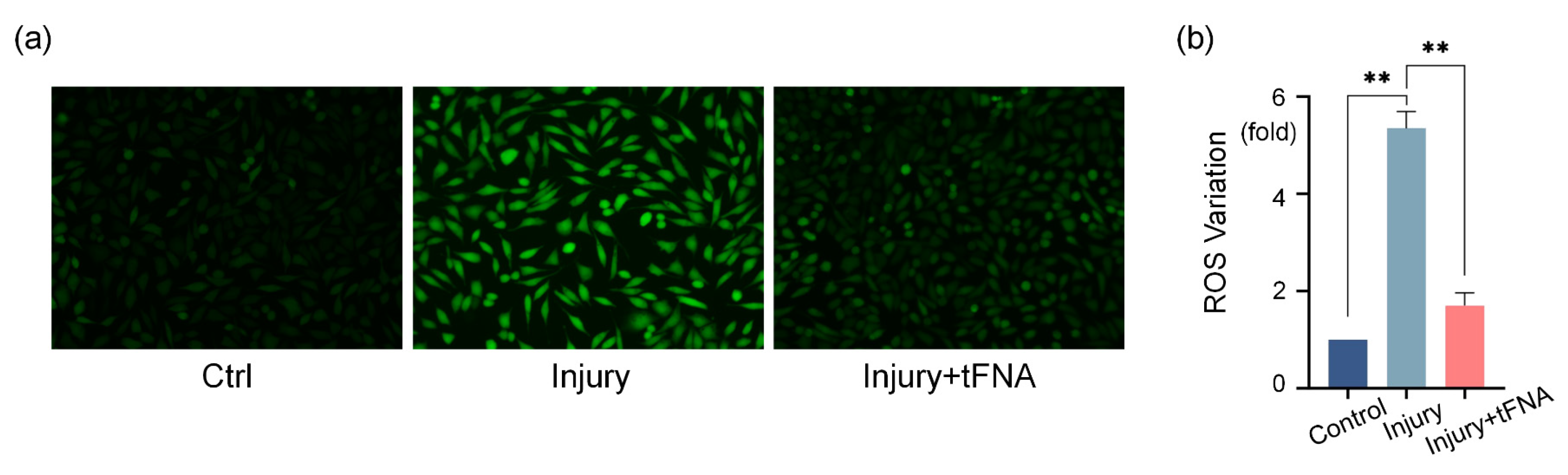 Nanomaterials 14 01693 g006