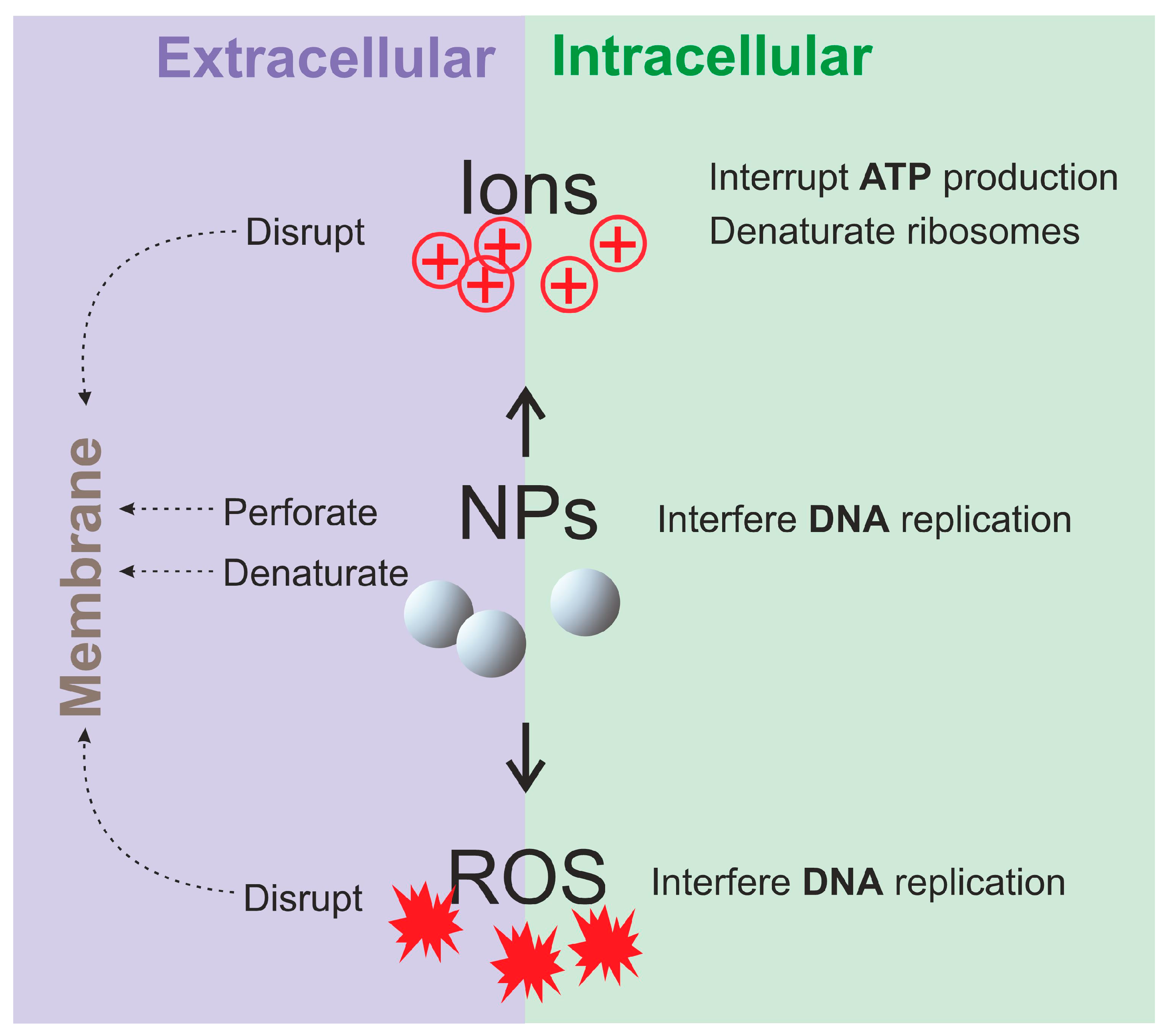 Nanomaterials 14 01753 g011