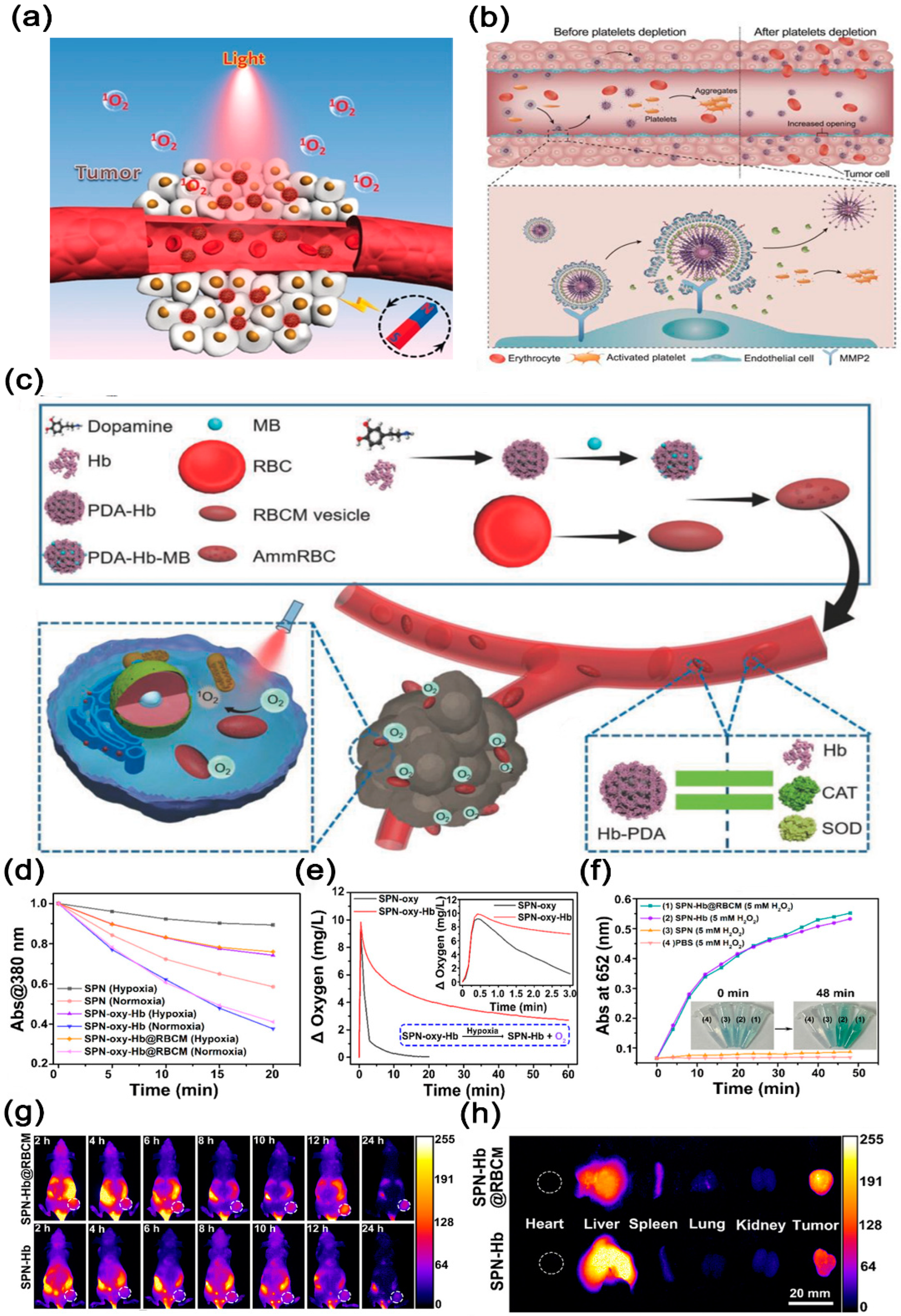 Nanomaterials 14 01757 g003