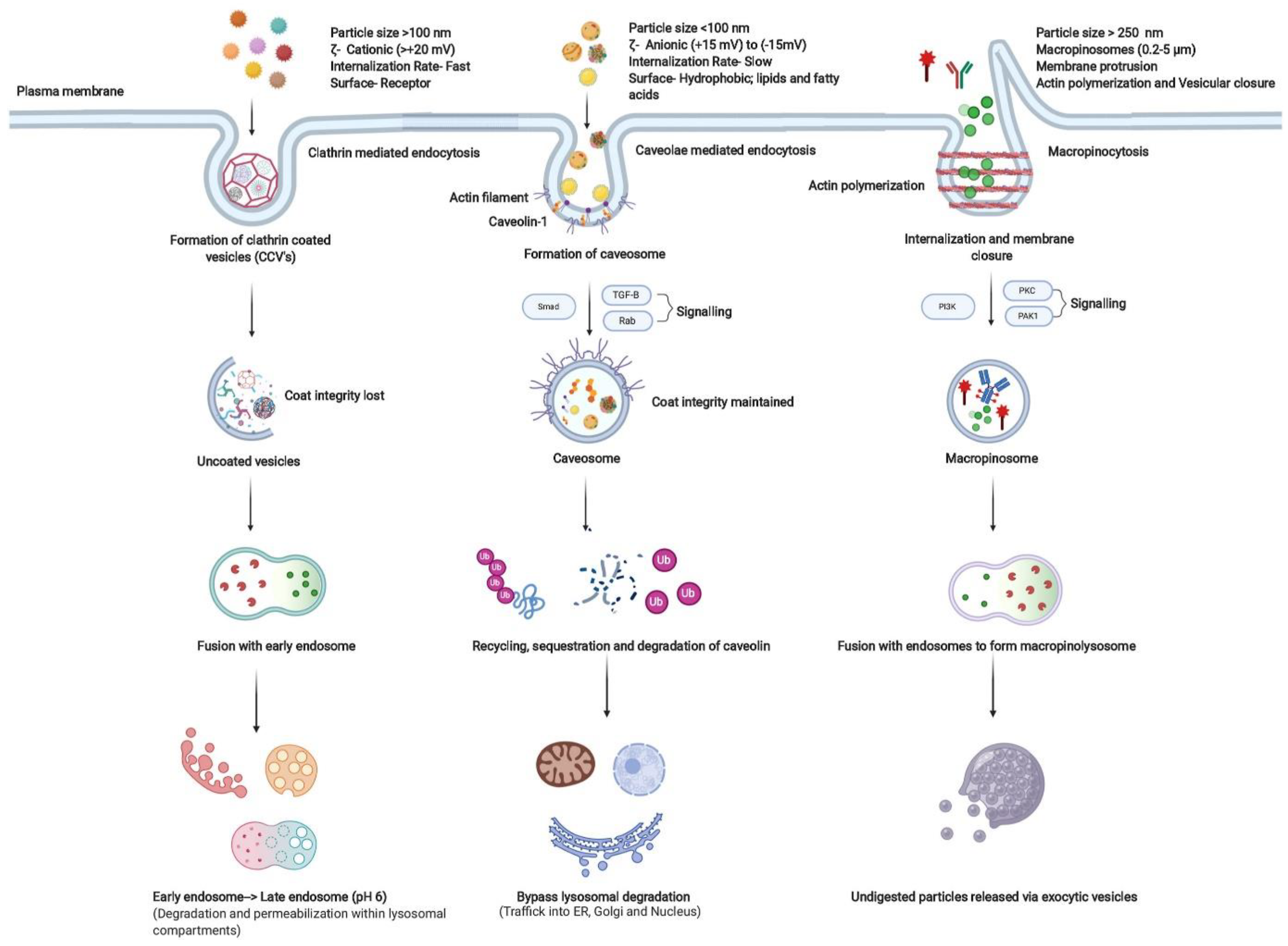 Nanomaterials 14 01760 g004 Nanomaterials 14 01760 g004