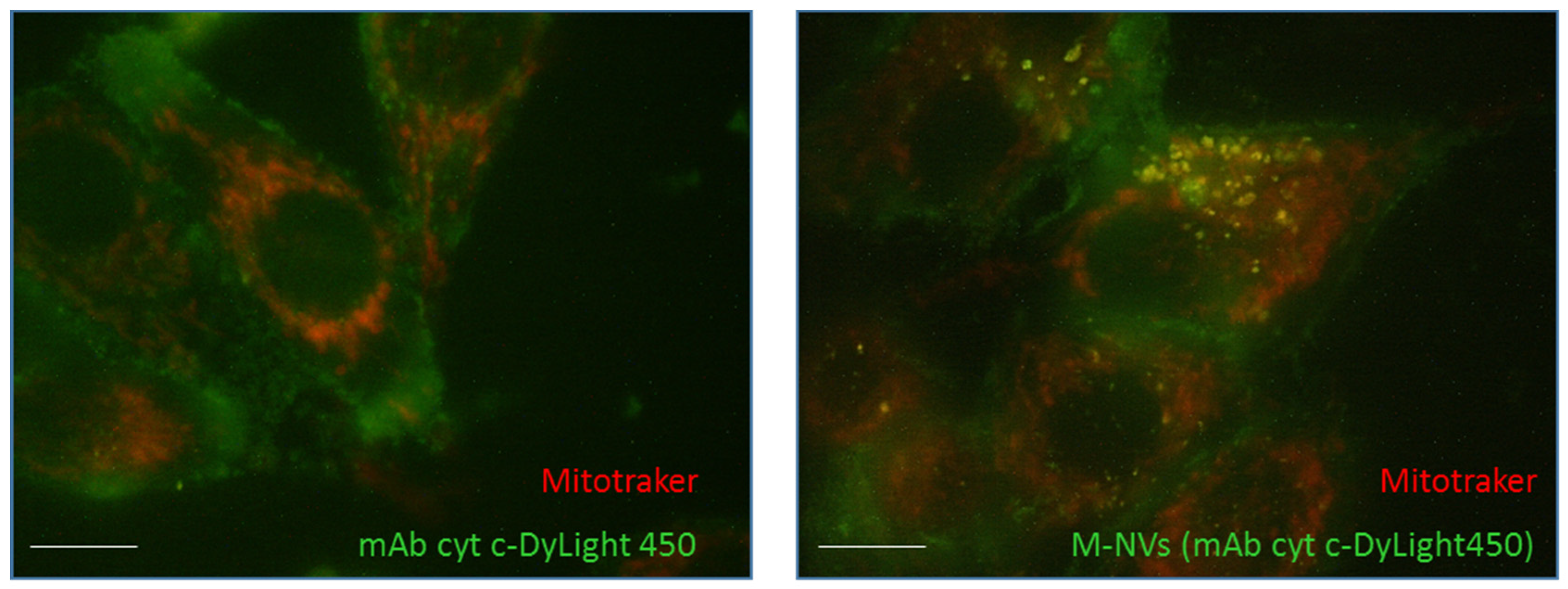 Nanomaterials 14 01779 g005