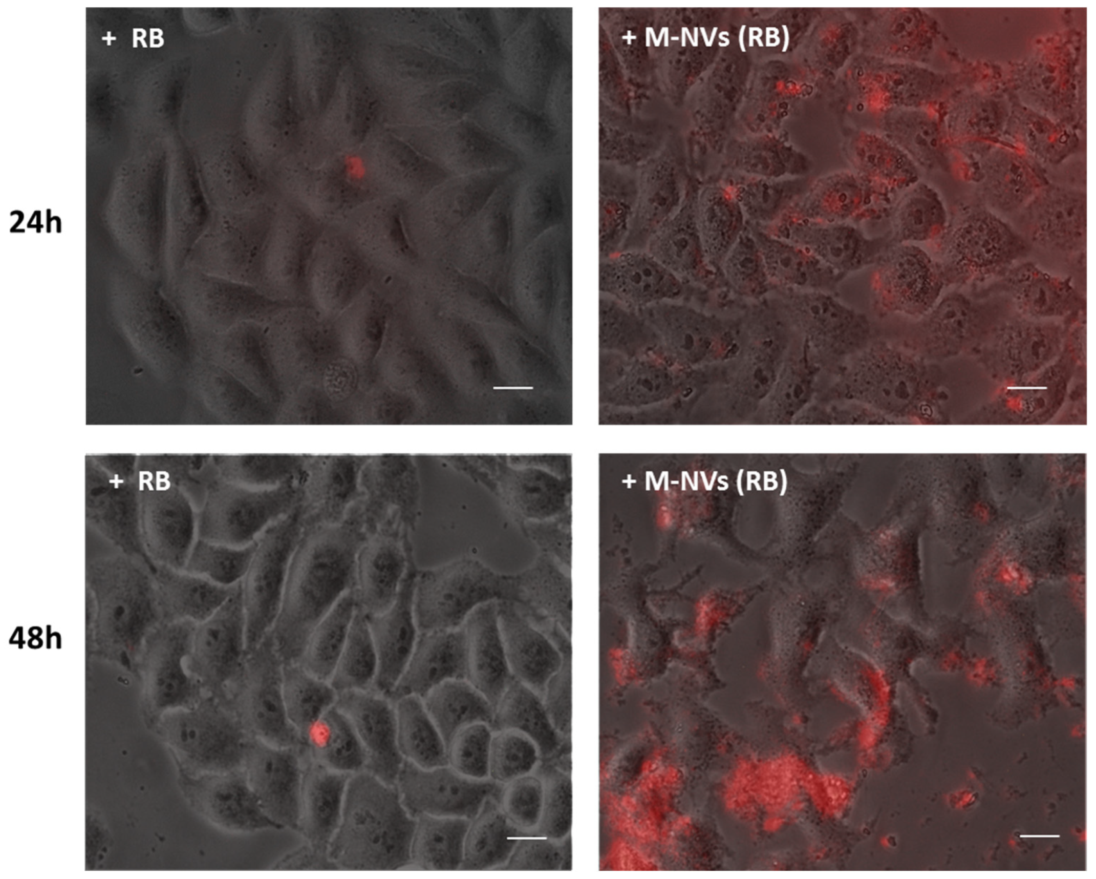 Nanomaterials 14 01779 g006