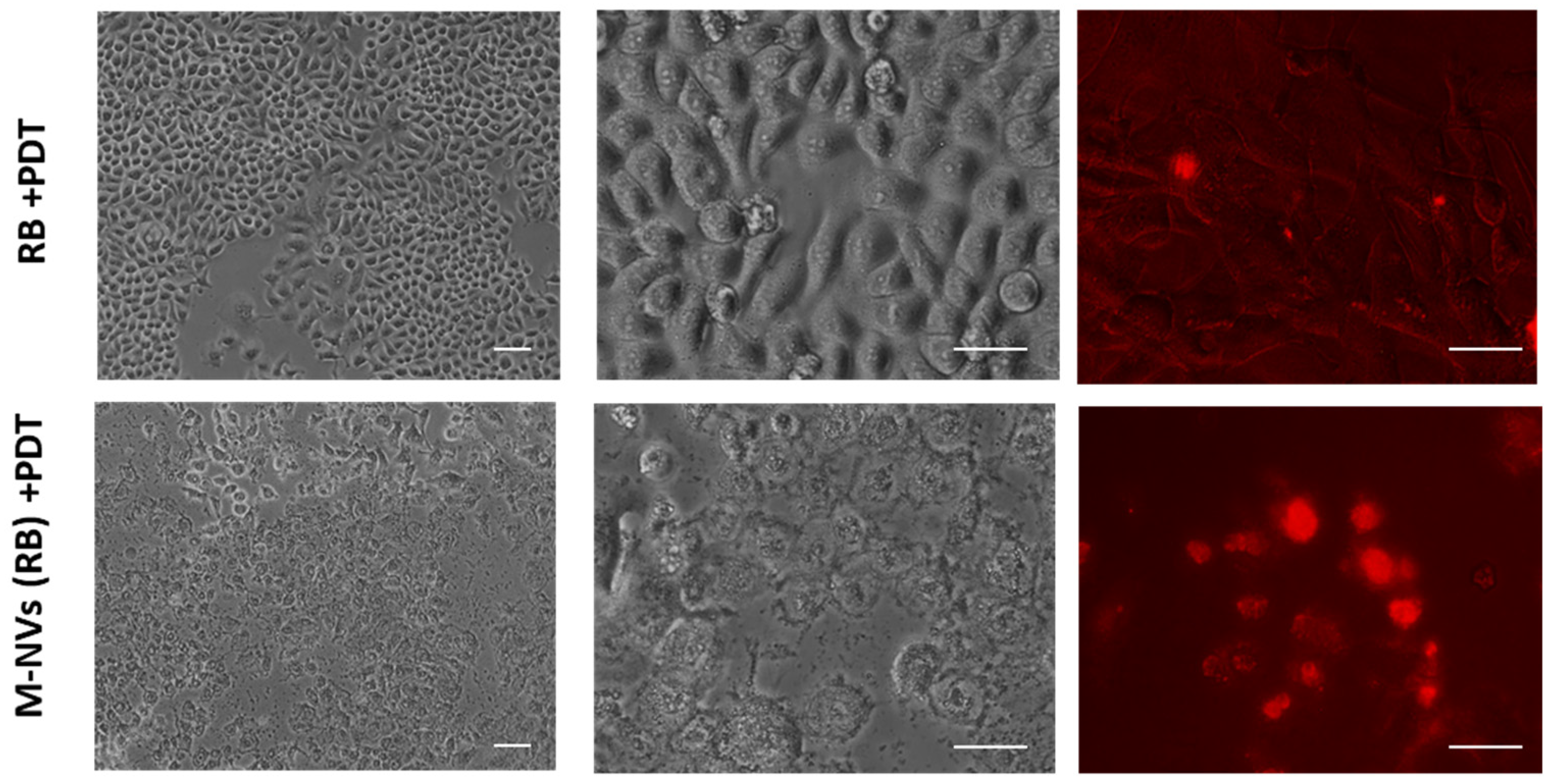 Nanomaterials 14 01779 g007