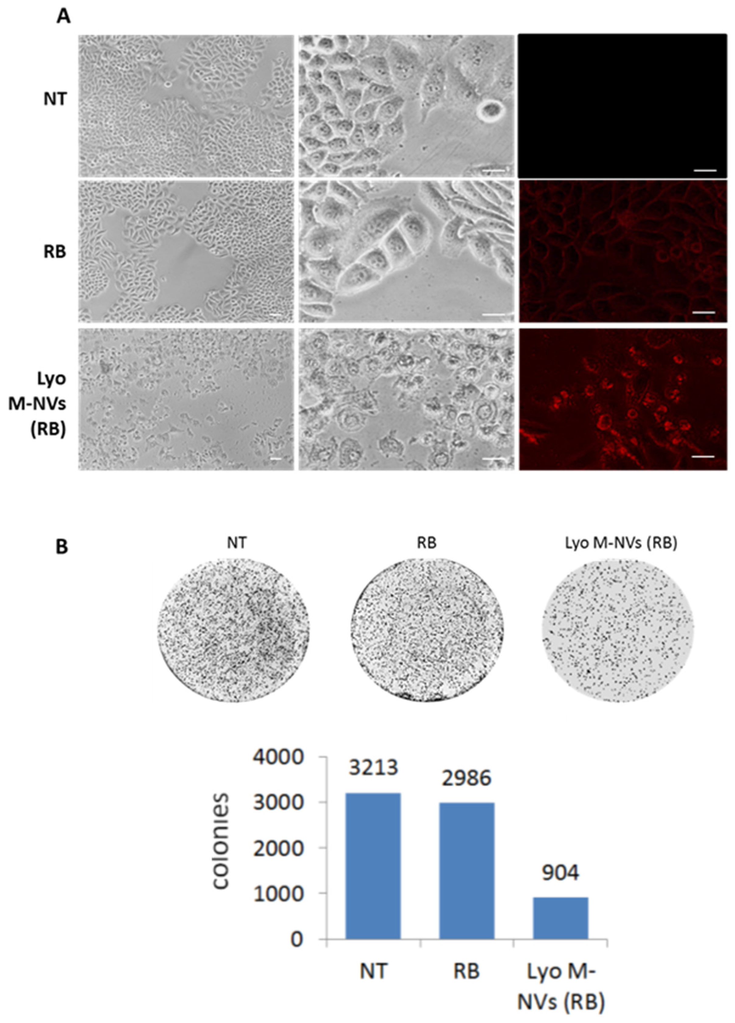 Nanomaterials 14 01779 g008