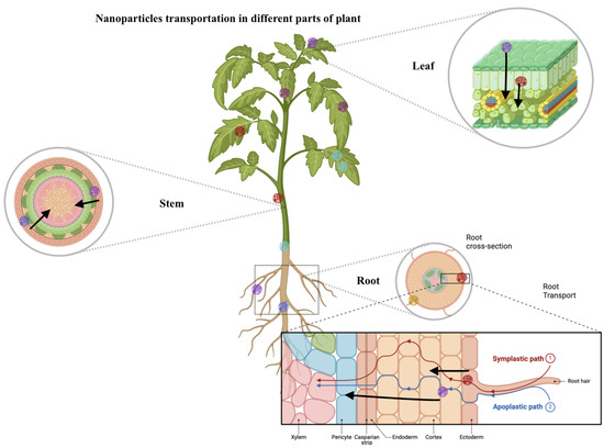 Interactions Between Nanoparticles and Tomato Plants: Influencing 