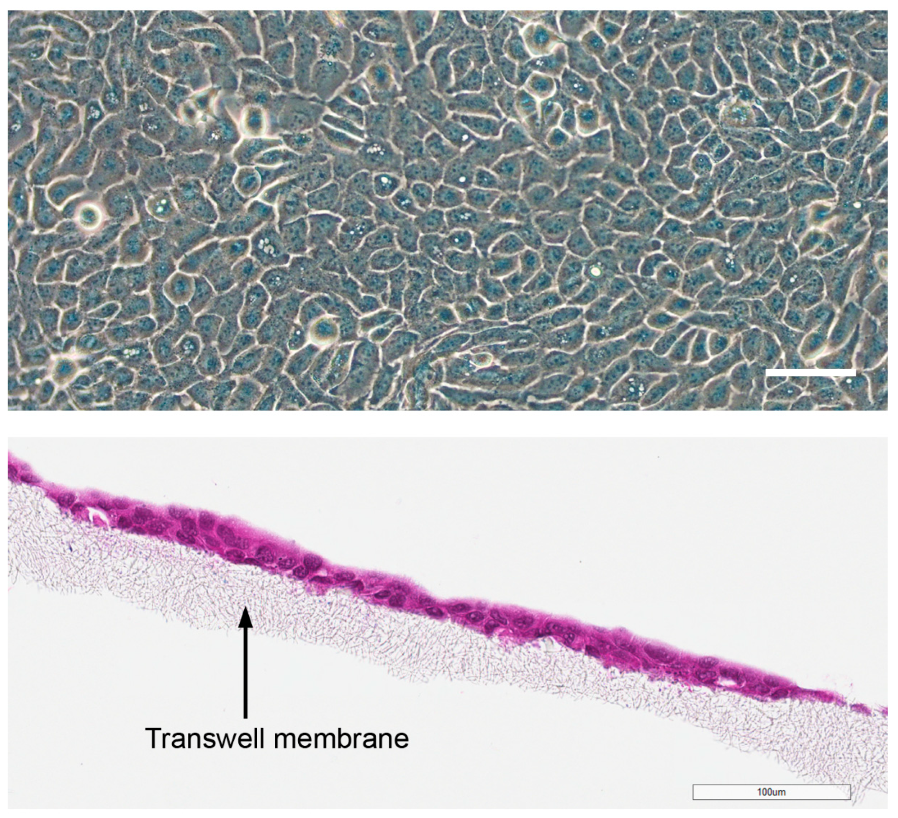 Nanomaterials 14 01811 g002 Nanomaterials 14 01811 g002