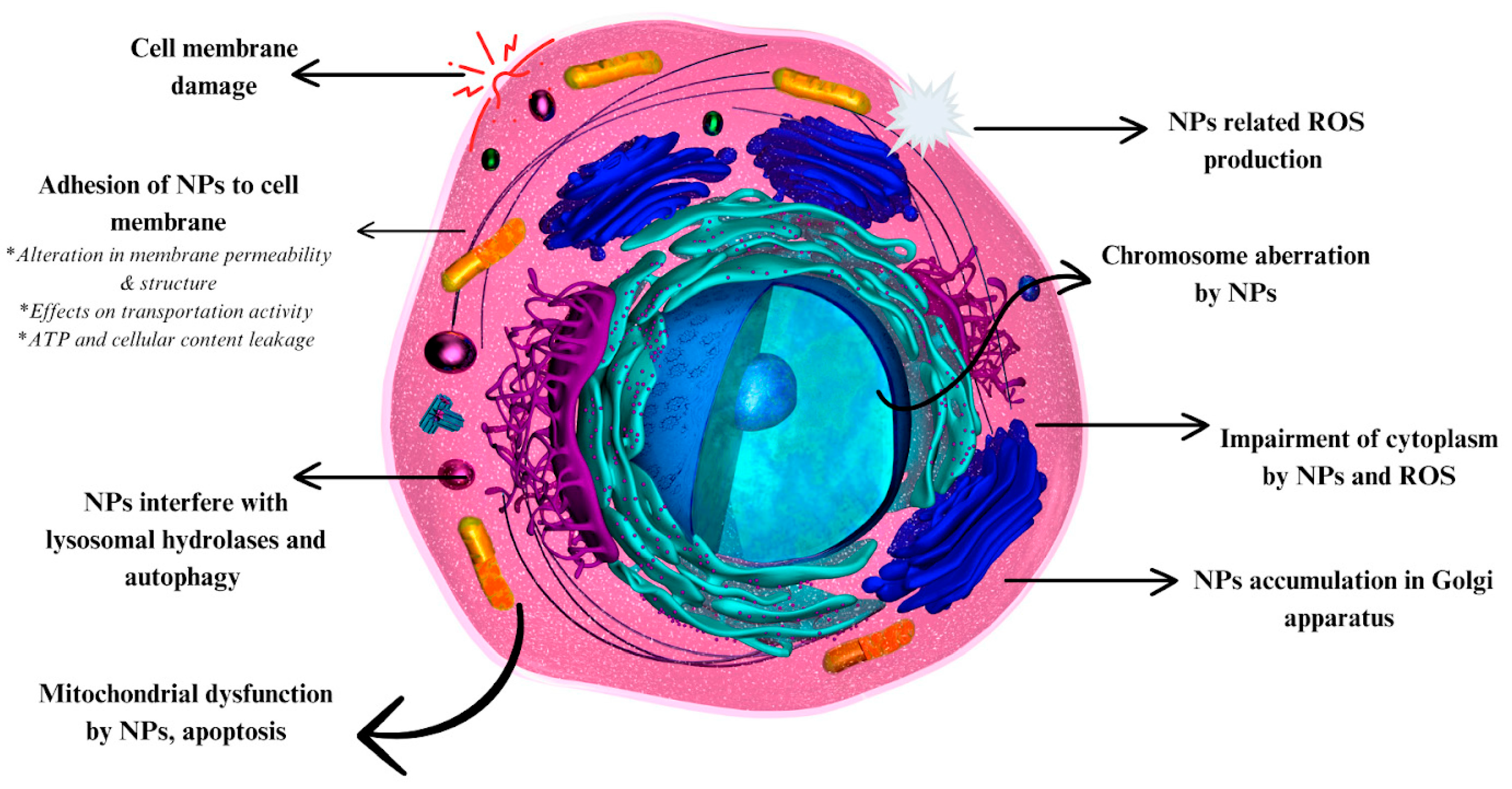 Nanomaterials 14 01854 g009
