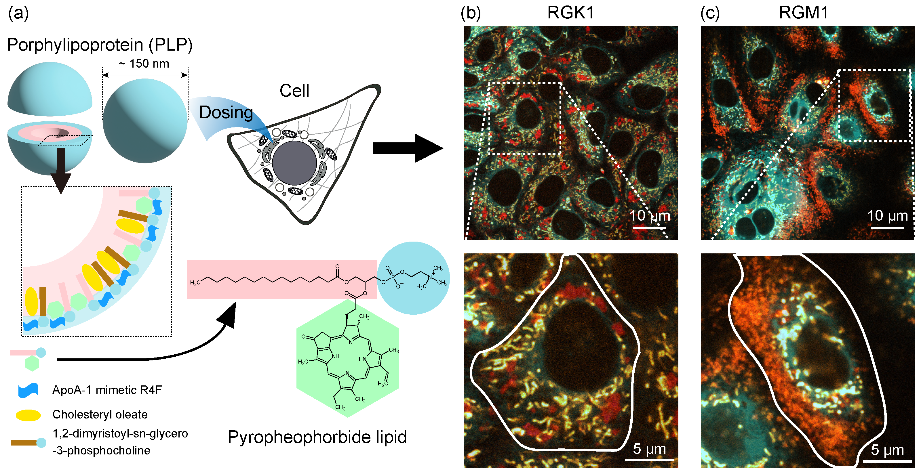 Nanomaterials 14 01862 g001