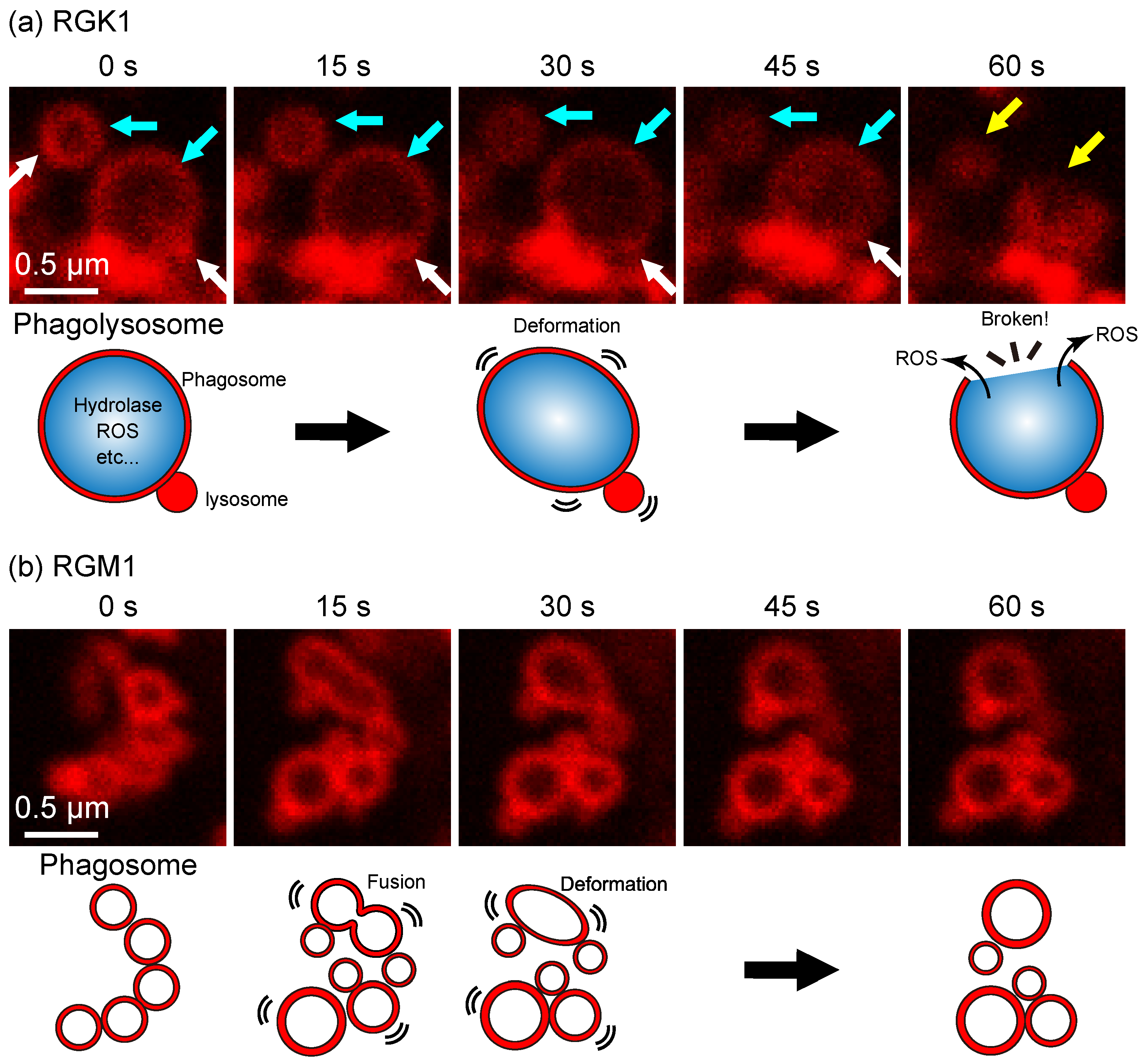 Nanomaterials 14 01862 g002