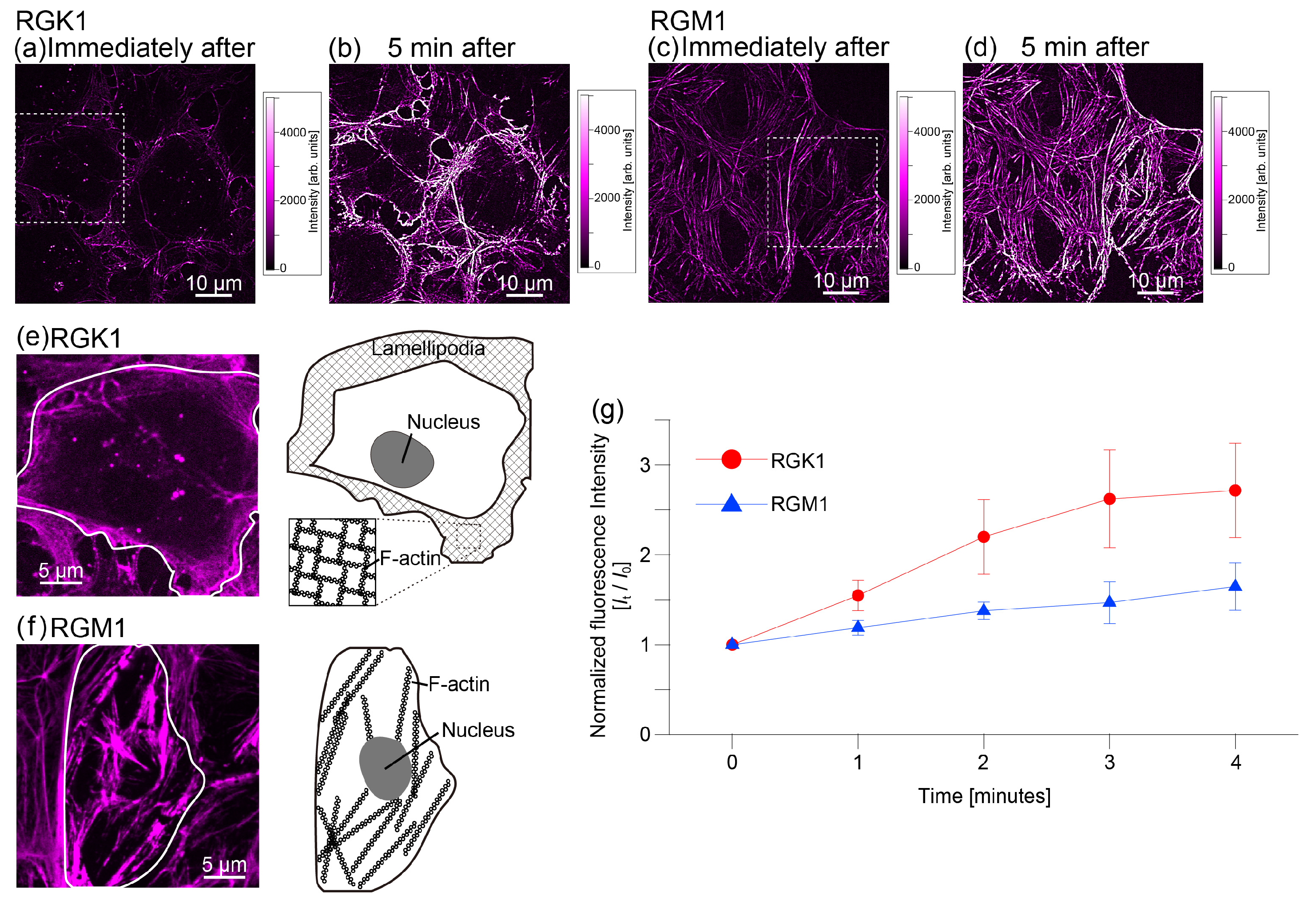 Nanomaterials 14 01862 g003